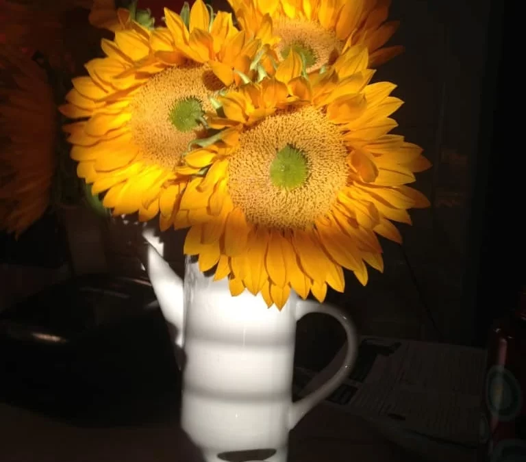 sunflowers in White Vase by Lorri Whitford