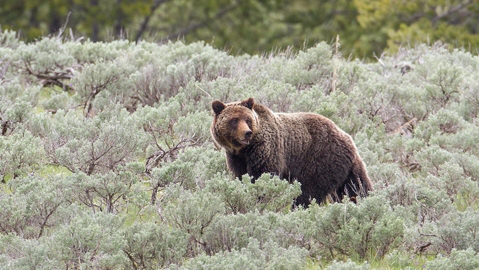 Grizzly in summer meadow at Yellowstone