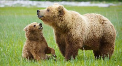 Grizzly bear mom with cub