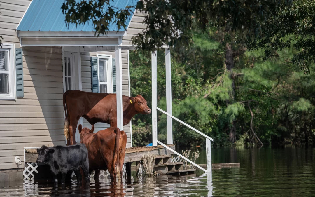 Cows who survived Hurricane Florence, stranded on a porch, surrounded by flood waters. North Carolina, USA. Explore and use 15,000 more royalty-free photos and video of animals at weanimalsmedia.org