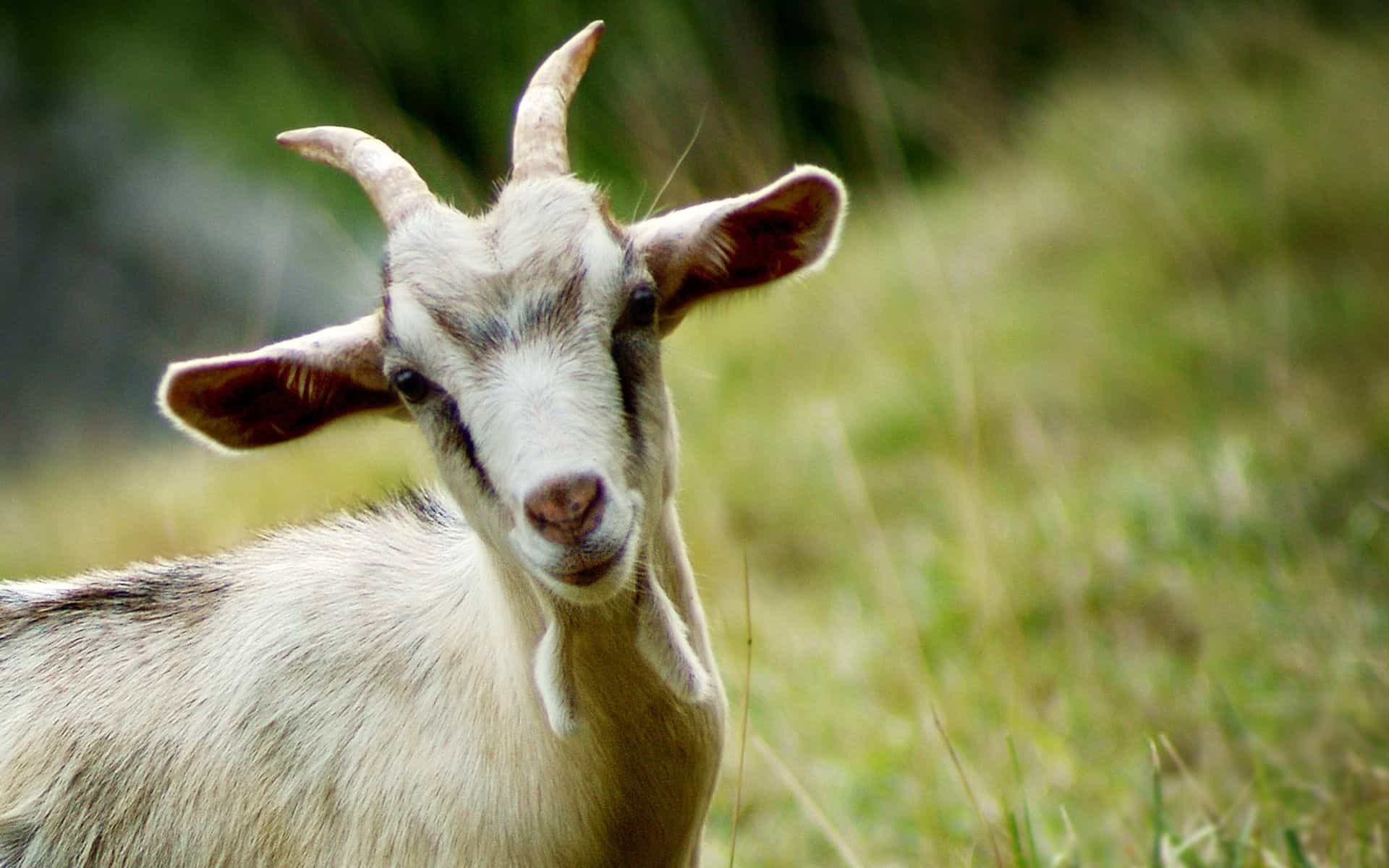 Beautiful Goat with horns