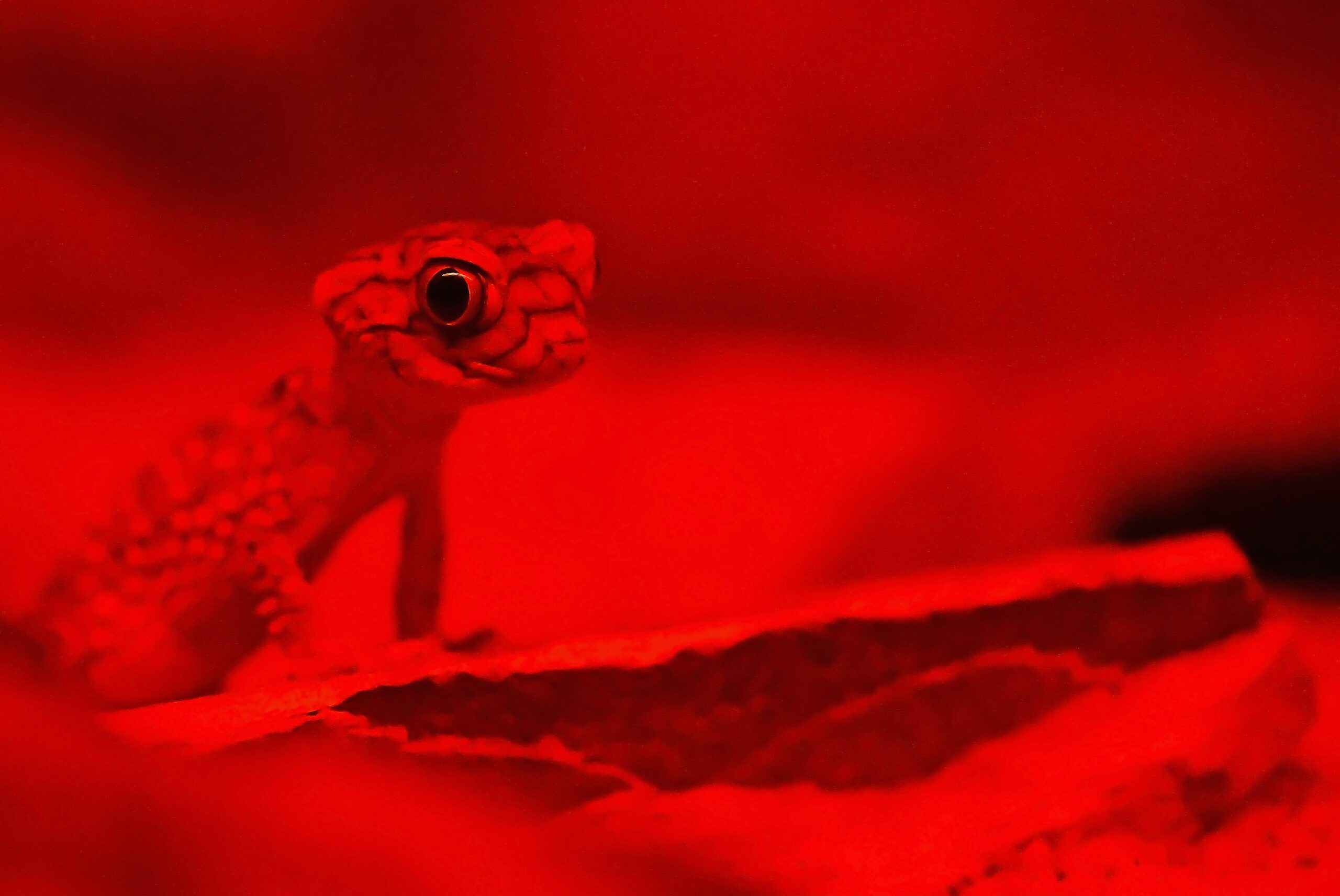 david-clode-Chameleon in Red Light-unsplash