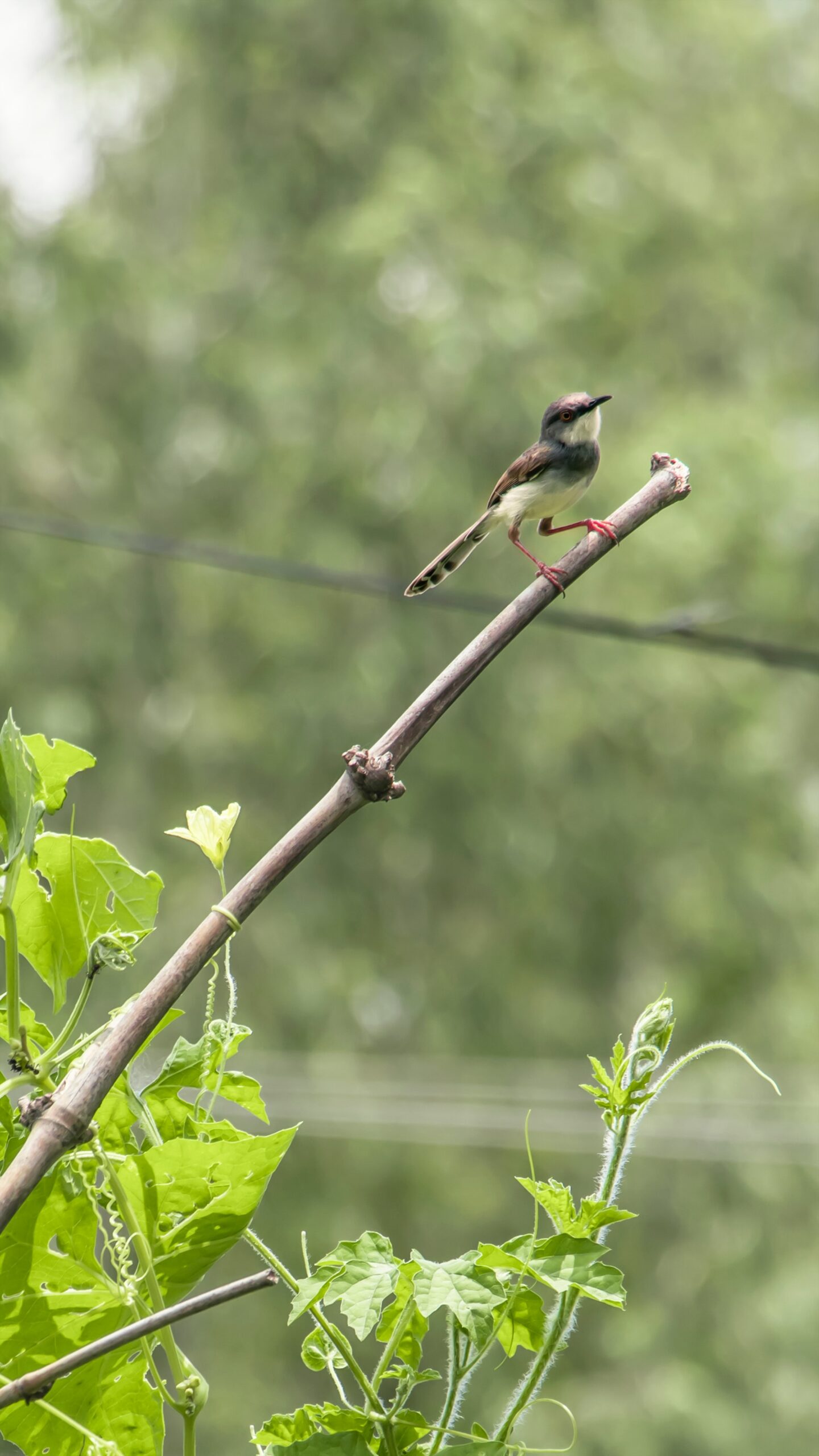 ghana-shyam-khadka-Bird on the tip of an extended branch-unsplash