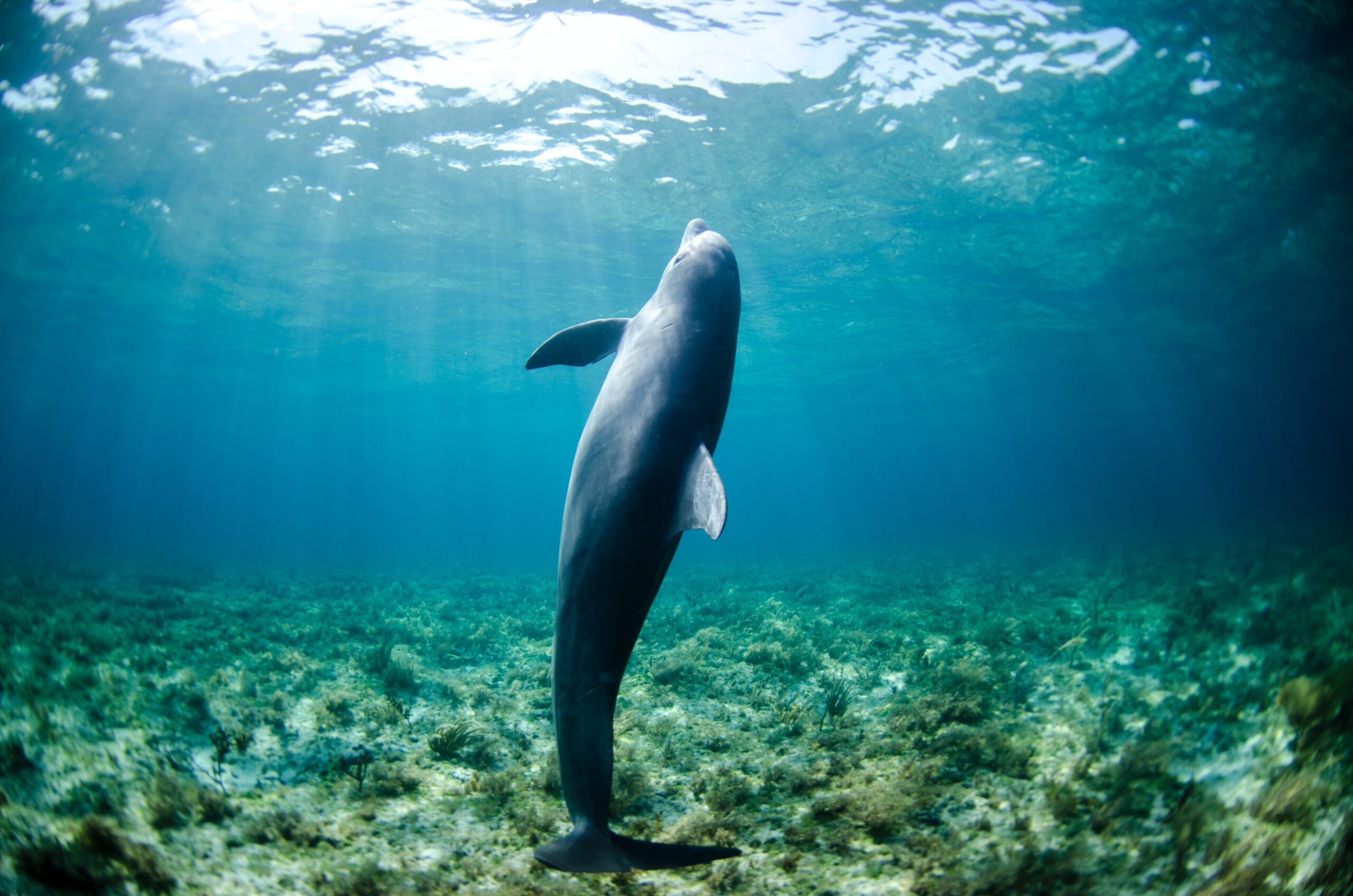 Dolphin Vertical in Ocean filtered sunglight