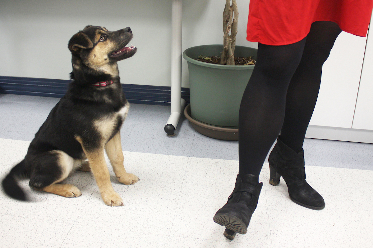 Anticipation - at the Duke Canine Cognition Center.#pictureDuke