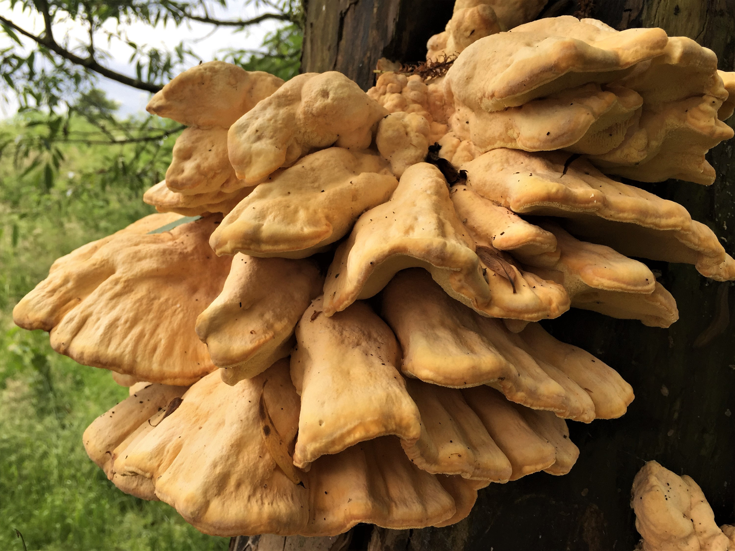 Chicken of the woods mushroom cluster on side of tree