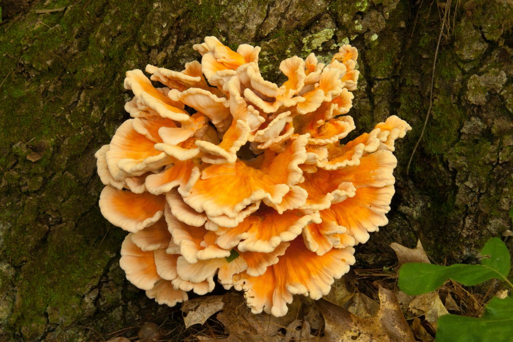 Chicken of the Woods Mushtrooms on side of tree