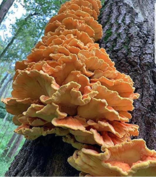 Chicken of the Woods mushroom cluster on side of tree