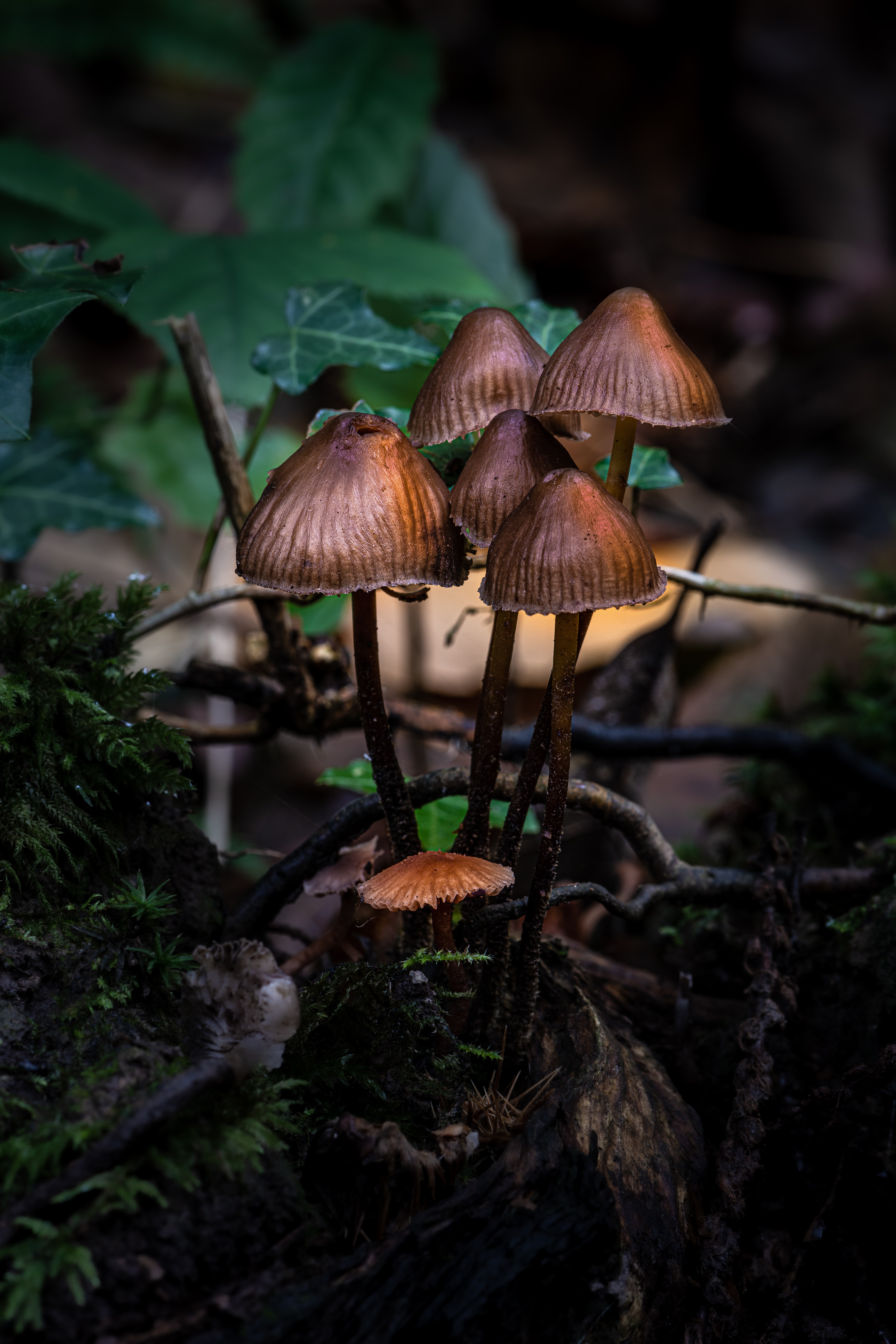 jez-timms-Mushrooms in woody patch-unsplash