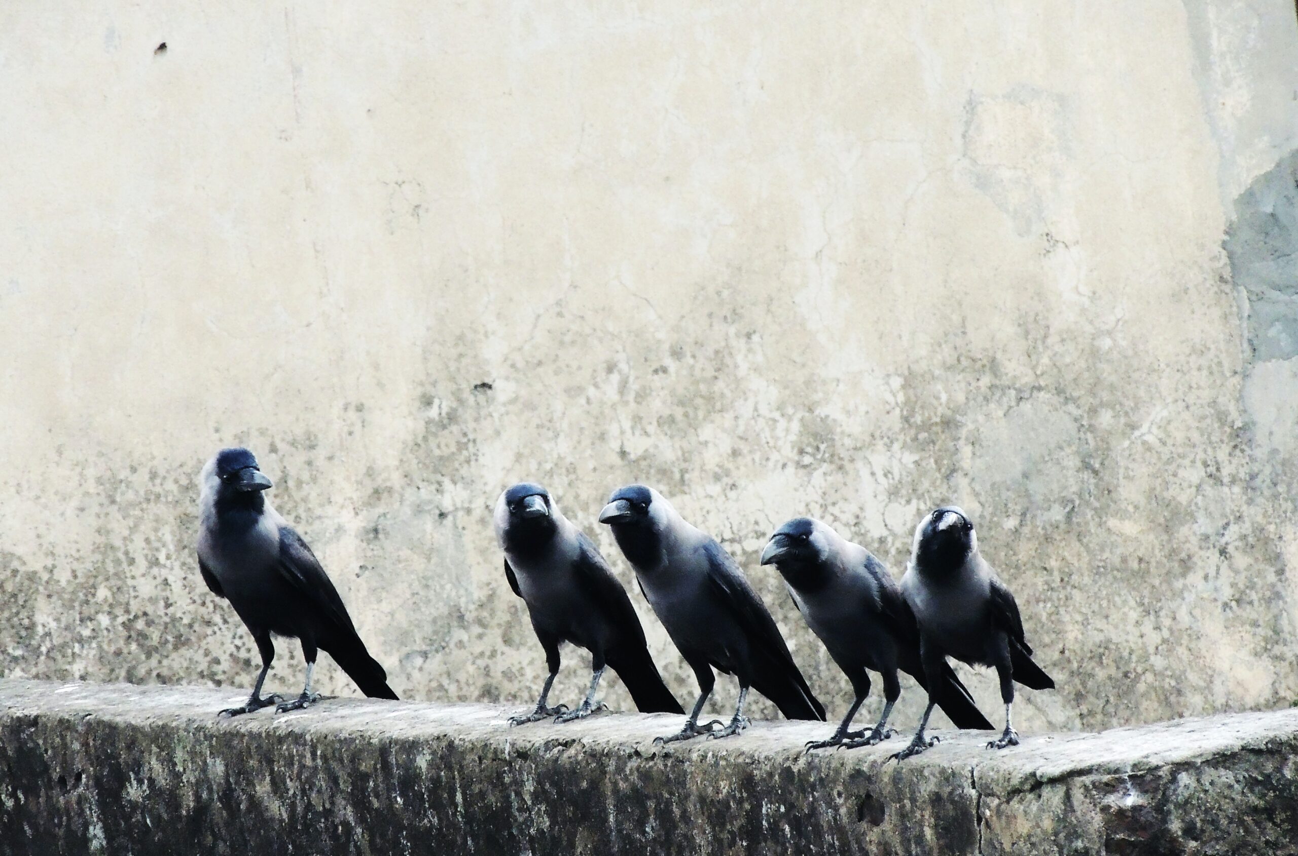 row of crows