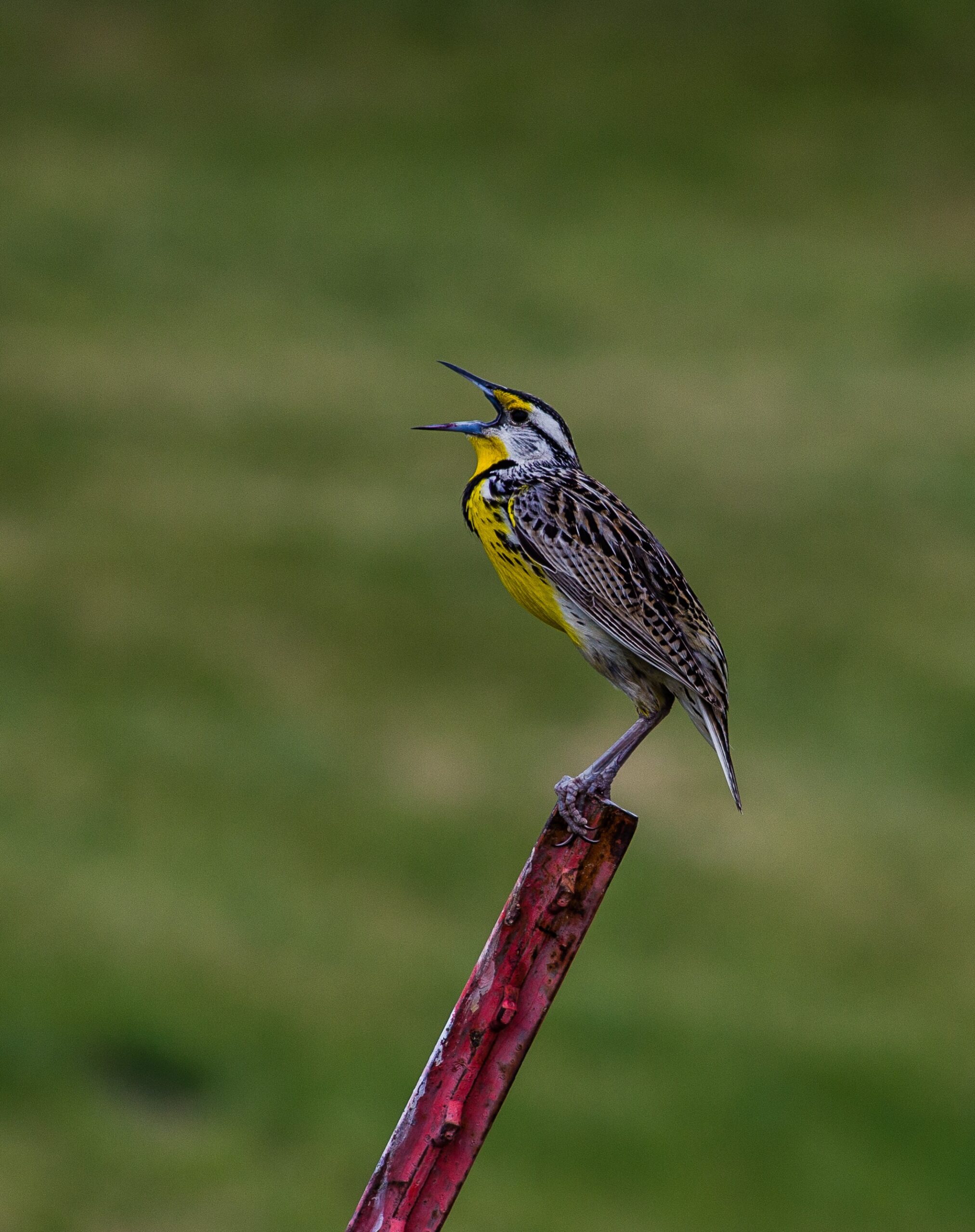 jeffrey-hamilton-songbird singing from top of post-unsplash