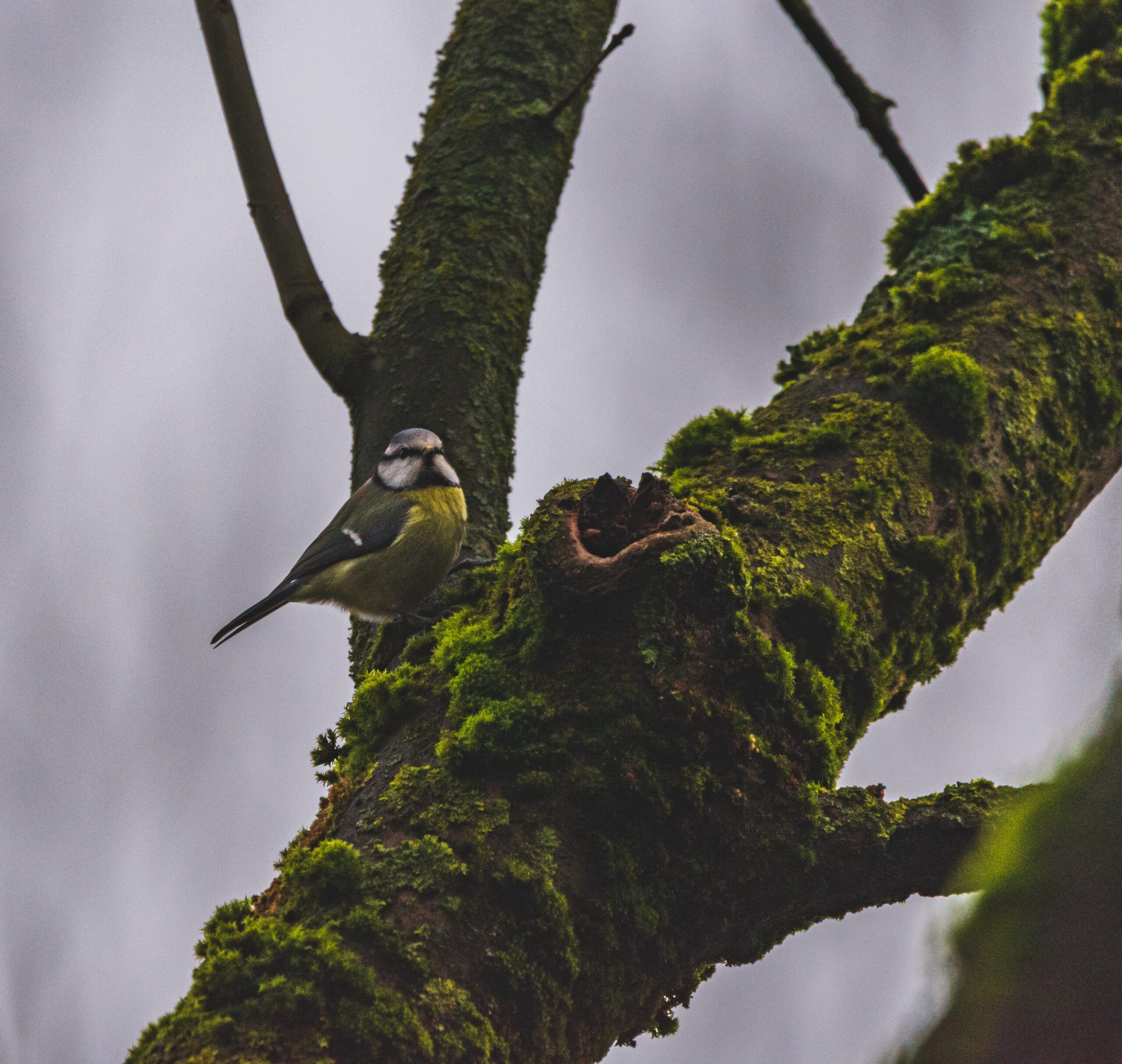 Songbird on mossy branch of tree