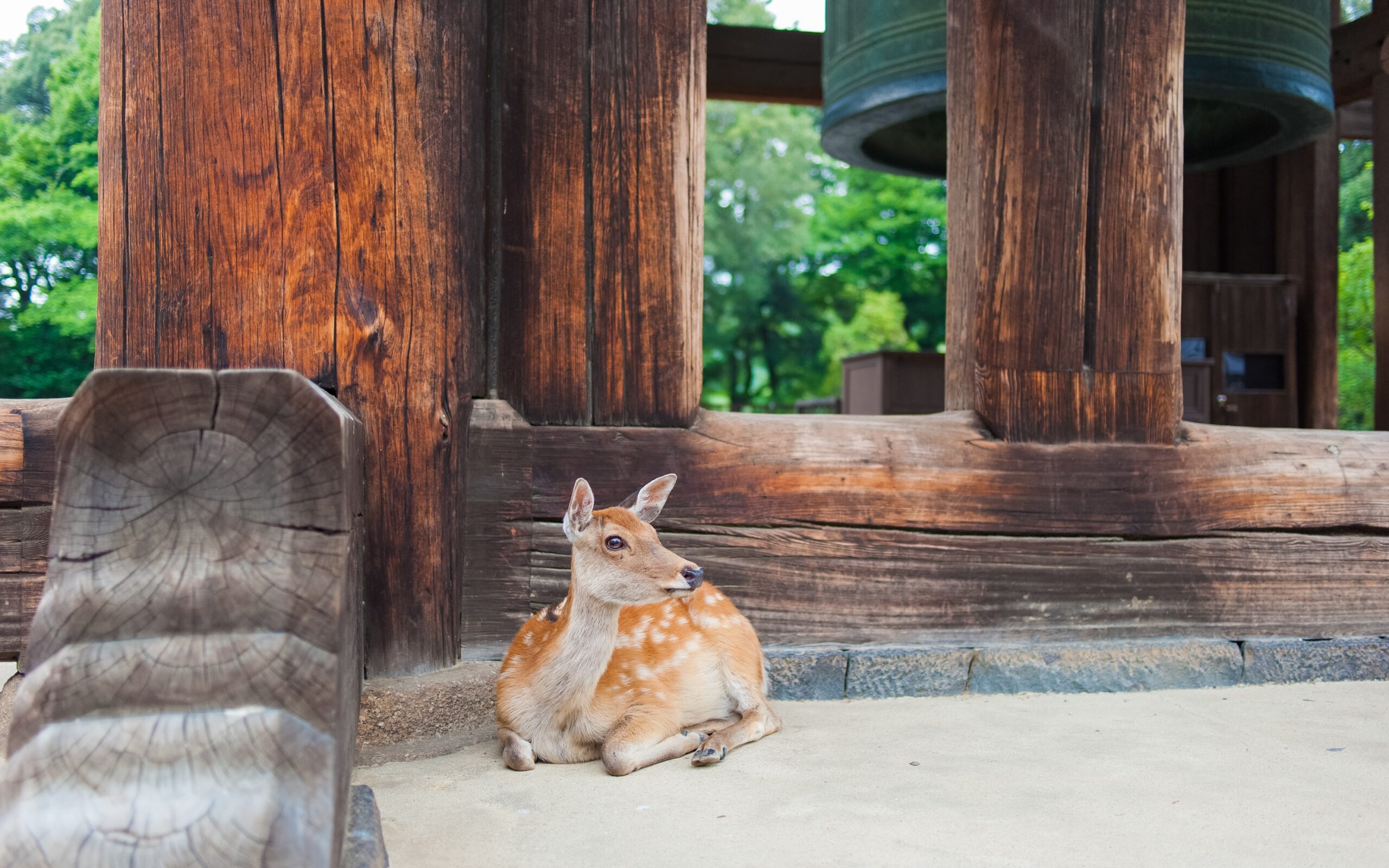 yux-xiang-young doe deer resting near Japanese temple bell house-unsplash