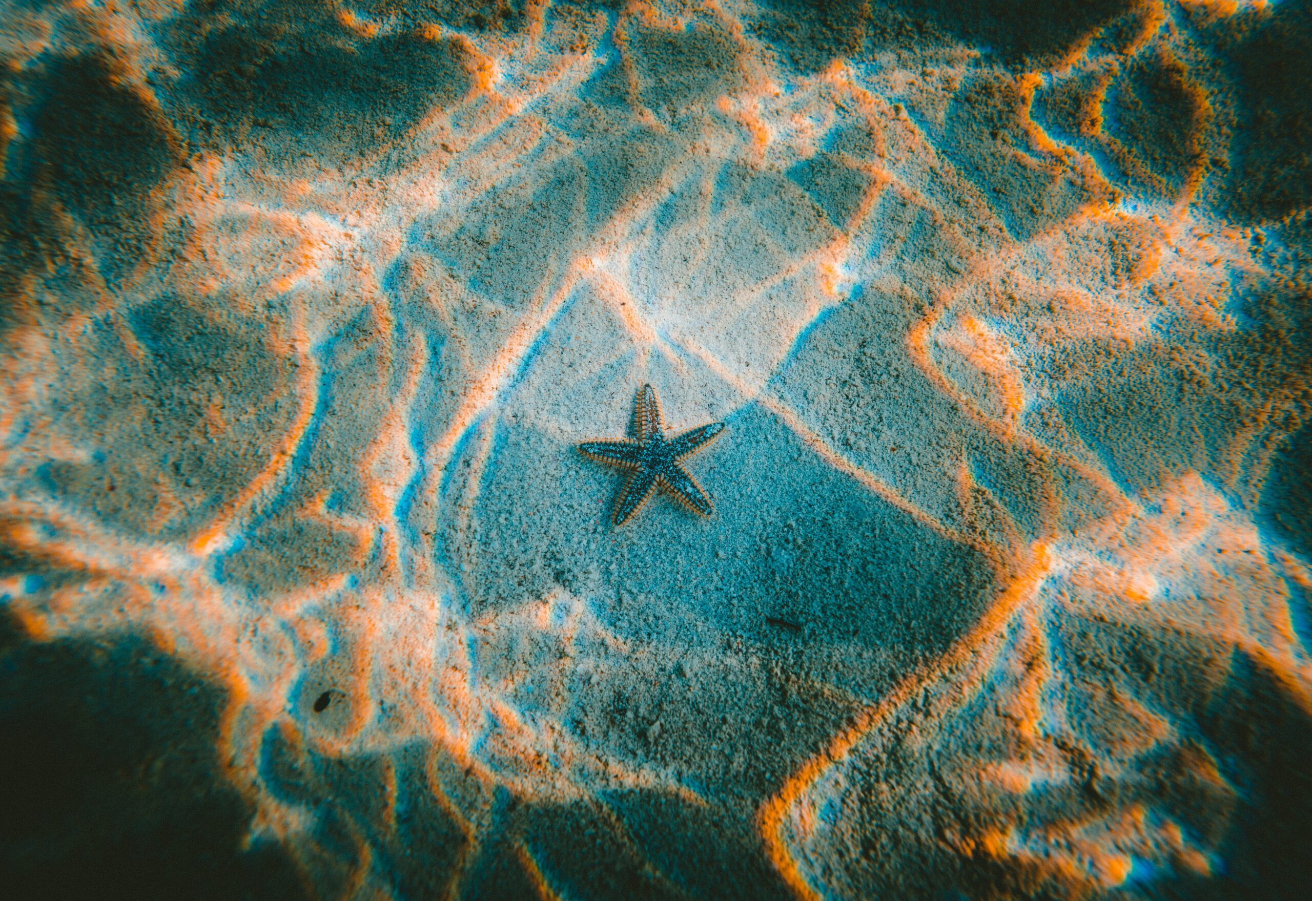 jakob-owens-Starfish ocean background-unsplash