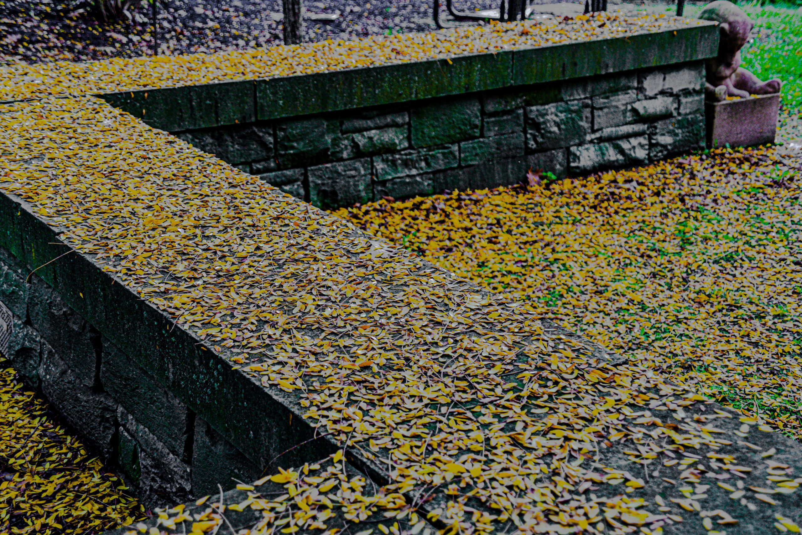 Concrete Bench top on stone wall with bear station at end covered in fallen fall leaves of gold and red color by Franklin Crawford