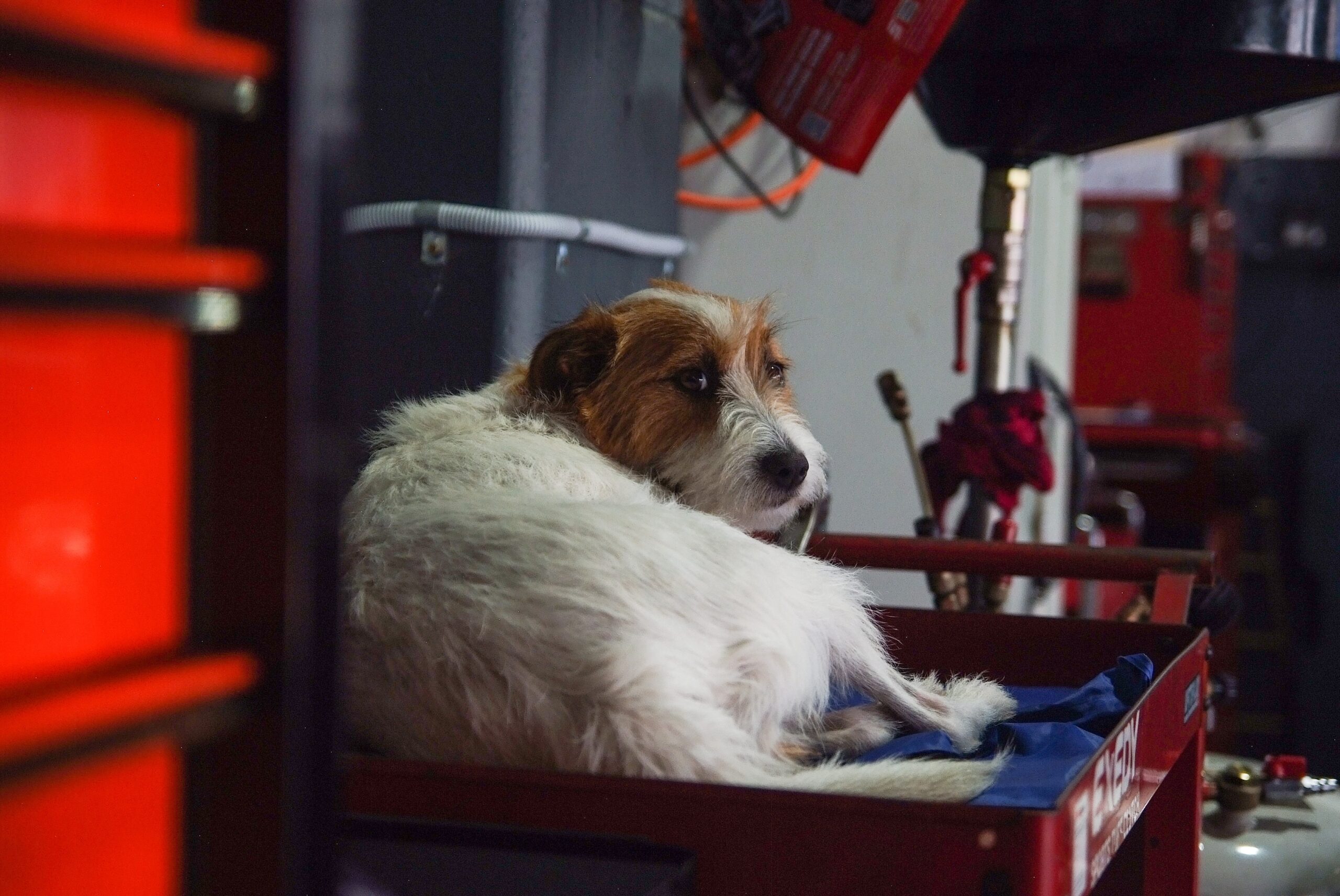Dog on top of hardware cart inside commercial garage by Elizabeth Crawley on Unsplash