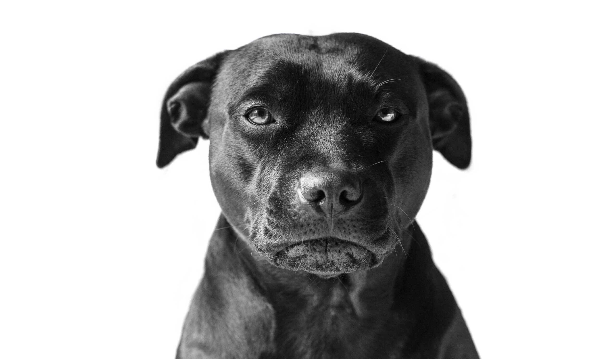 victor Grabarczyk black dog image from Unsplash