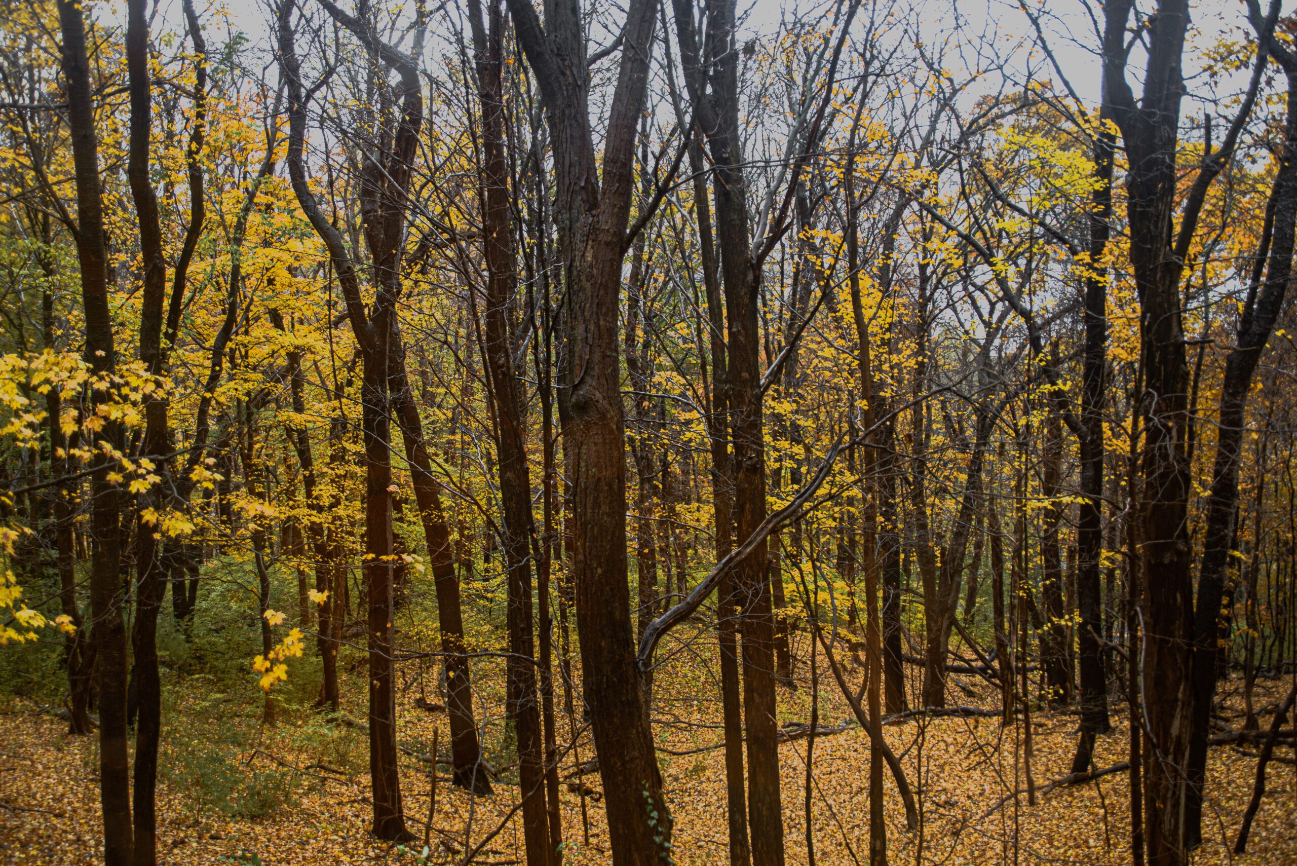 Franklin Crawford Image Uploaded on November 12, 2021 woods stand of trees partially leafed
