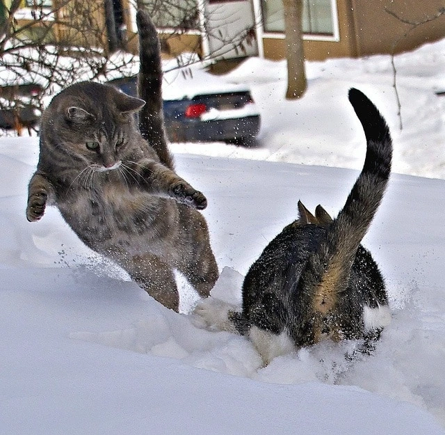 Cats playing in yard of snow franklin Crawford