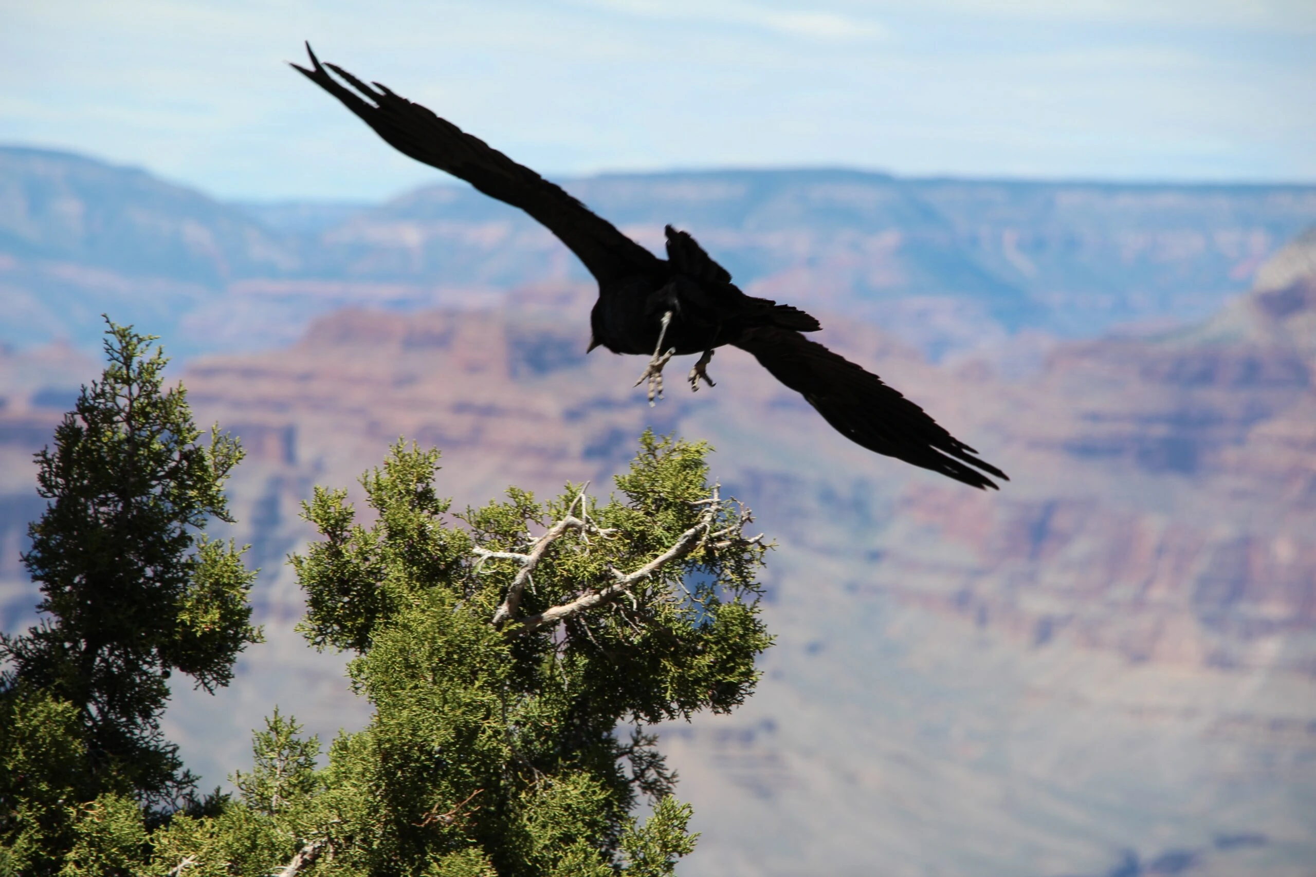Black Crow in flight high desert Alex povolyashko 