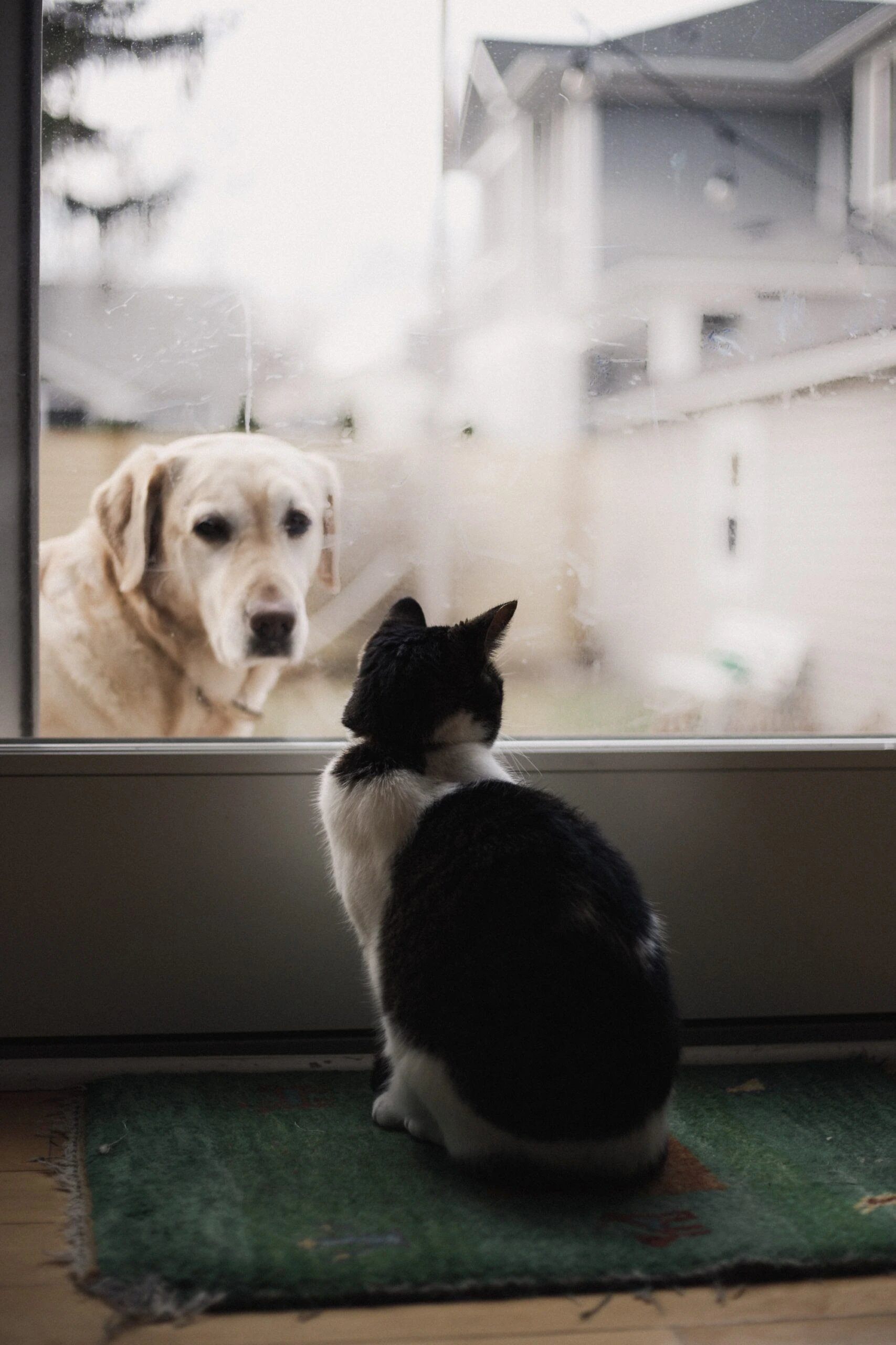 Yellow Lab looking thru window at cat inside home by alexis Chloe