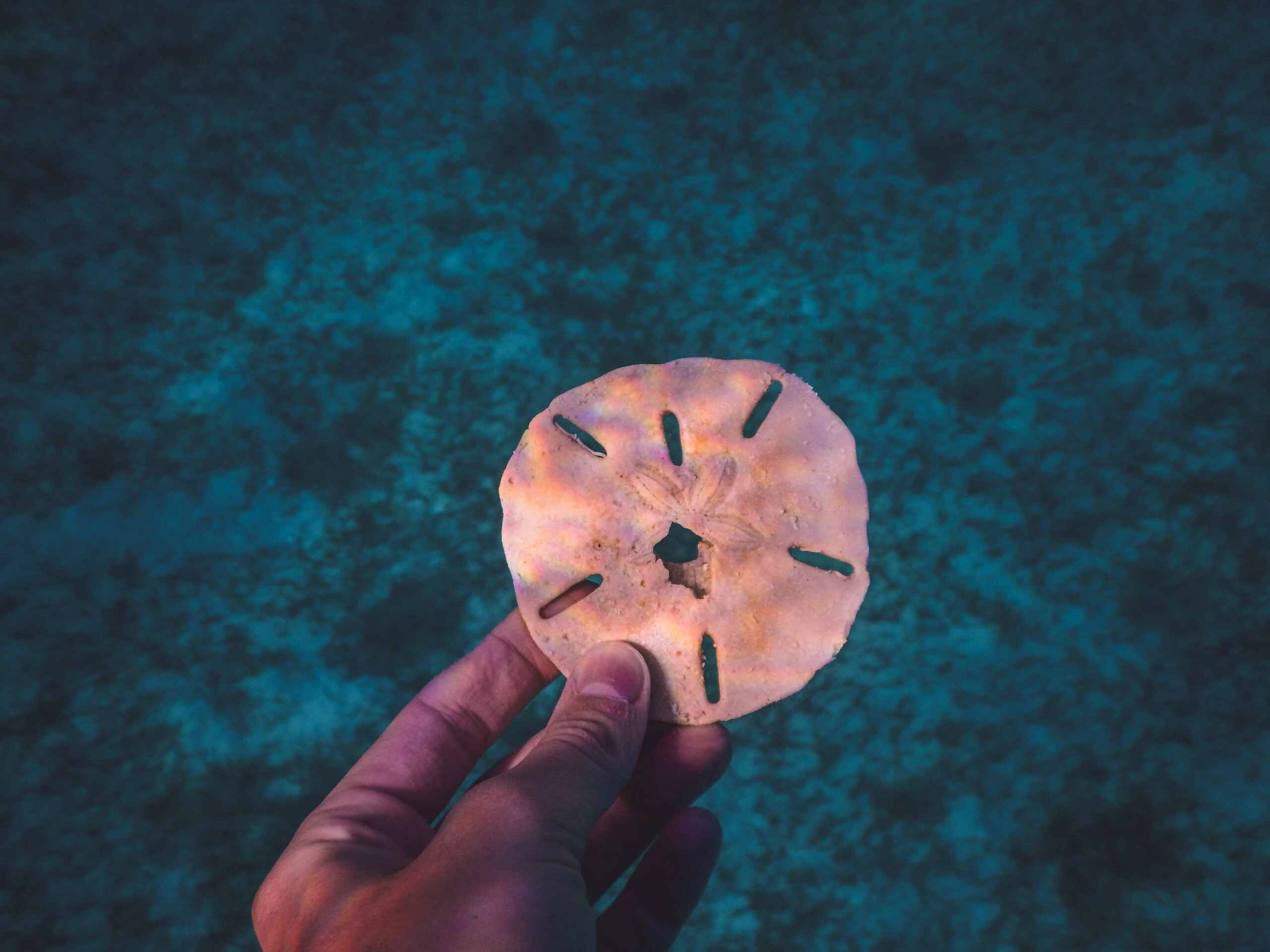 Sand Dollar in the hand close up with black coral background underwater by Analia Ferrario from Unsplash