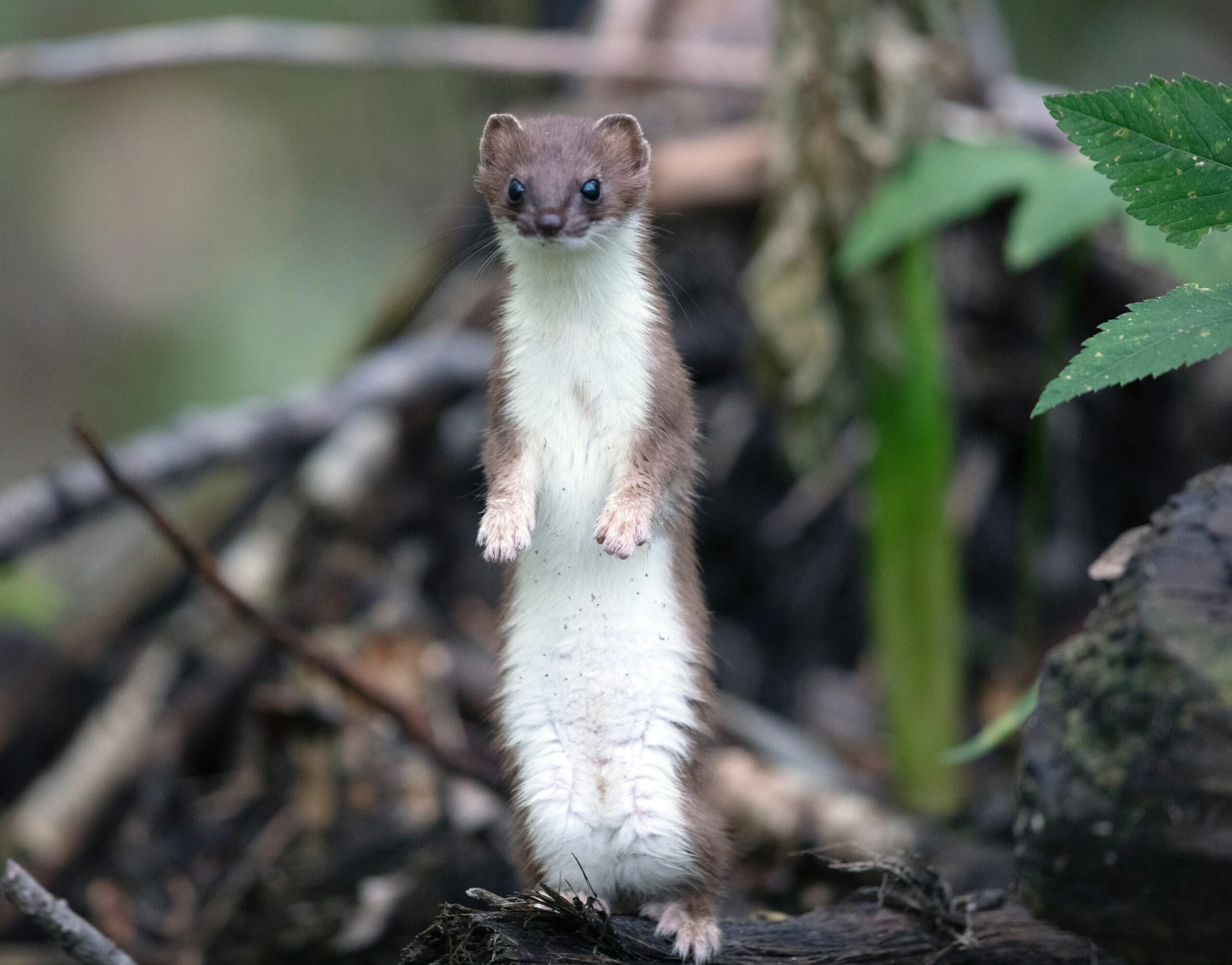 Brent Jones image of Weasel in woods standing up on two legs 