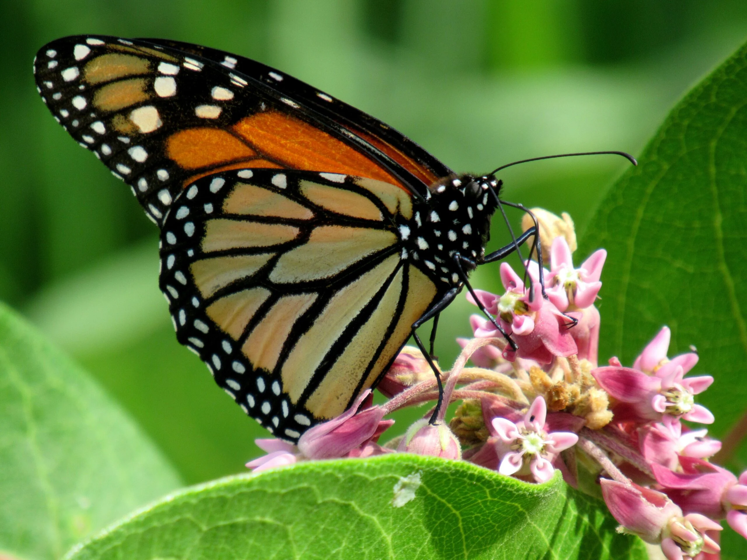 chi-girls-Monarch butterfly feeding on pollen-JhMaT8-unsplash-scaled