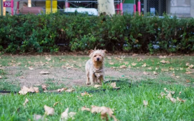 christopher-carson-cute terrier in large yard-unsplash-scaled