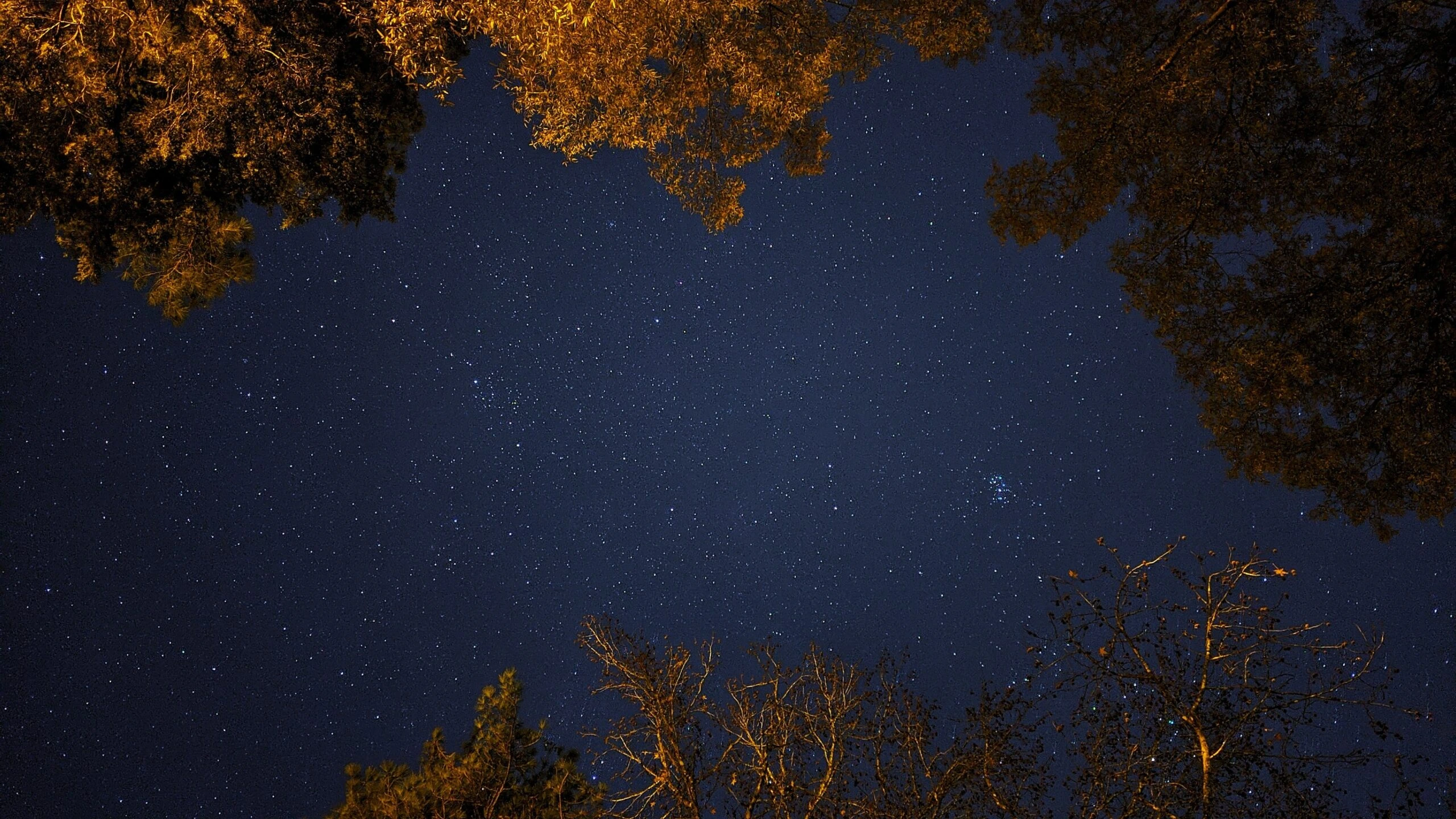 chuck-givens-starlit sky through the trees-unsplash