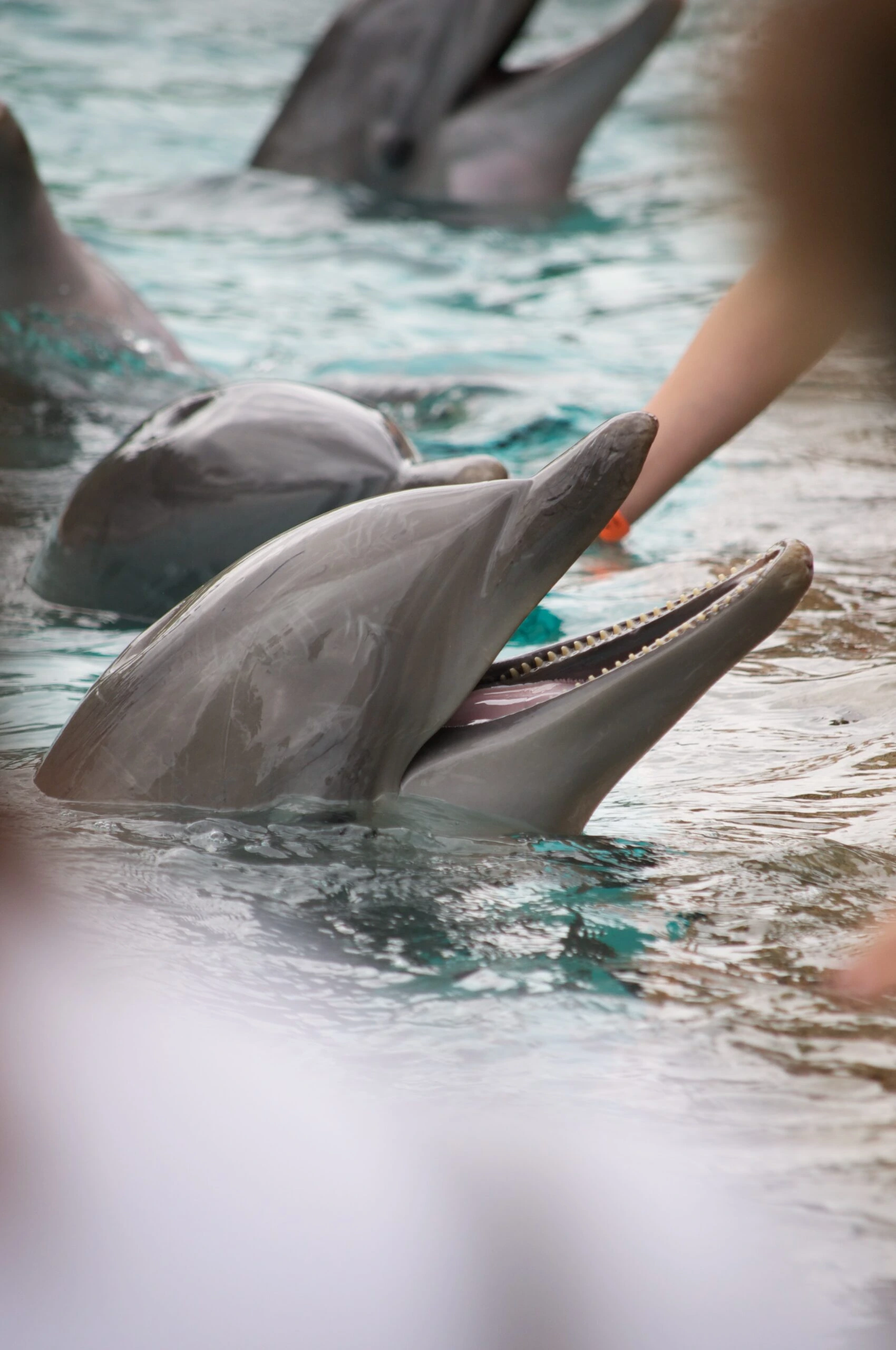 dan-dennis-Dolphins rising to surface for human touch-unsplash