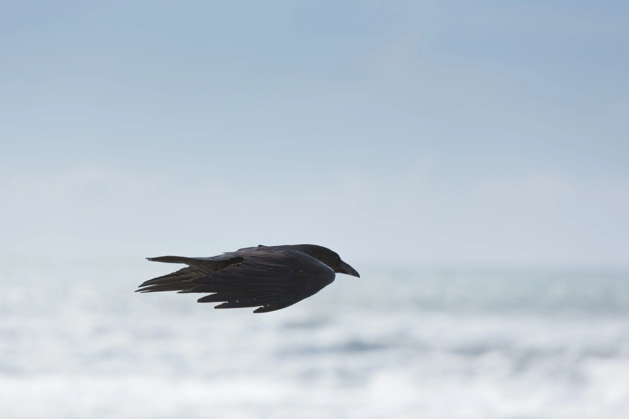 ignacio-giri-Black Crow in flight-unsplash