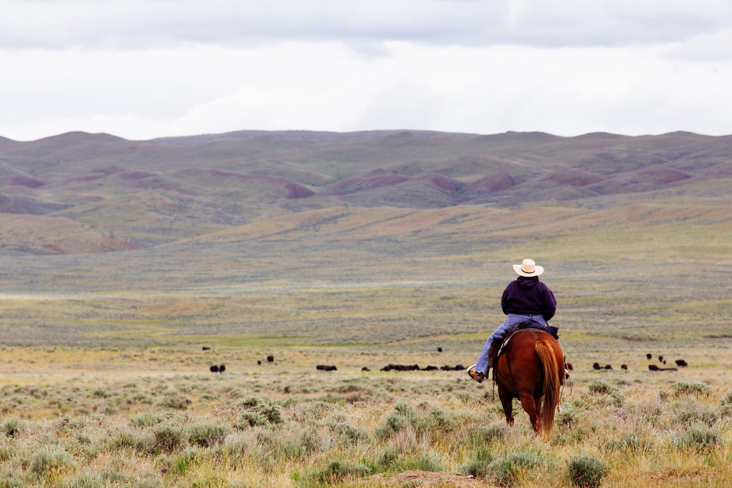 john-kakuk- Downloads 3,104 Montana, USA Published on February 23, 2019 Canon, EOS 6D Free to use under the Unsplash License A rancher rides out to collect some cows in rural Montana.-unsplash