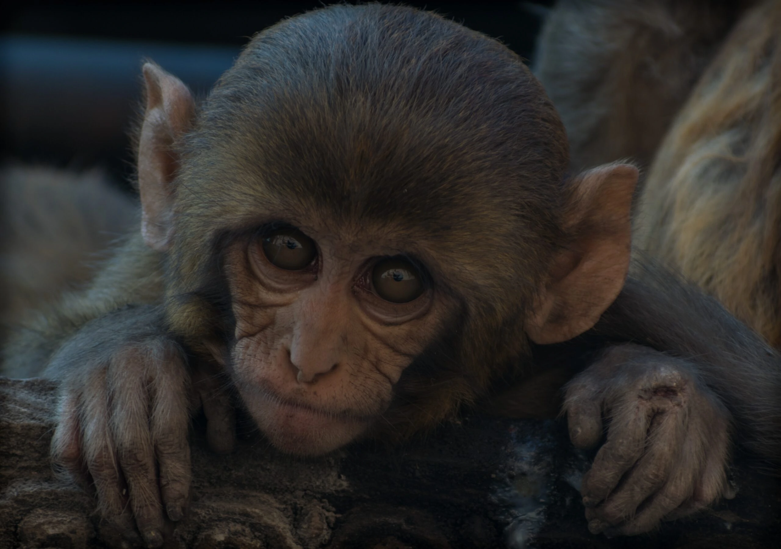 maskedemann-Baby Monkey up close Nepal -unsplash