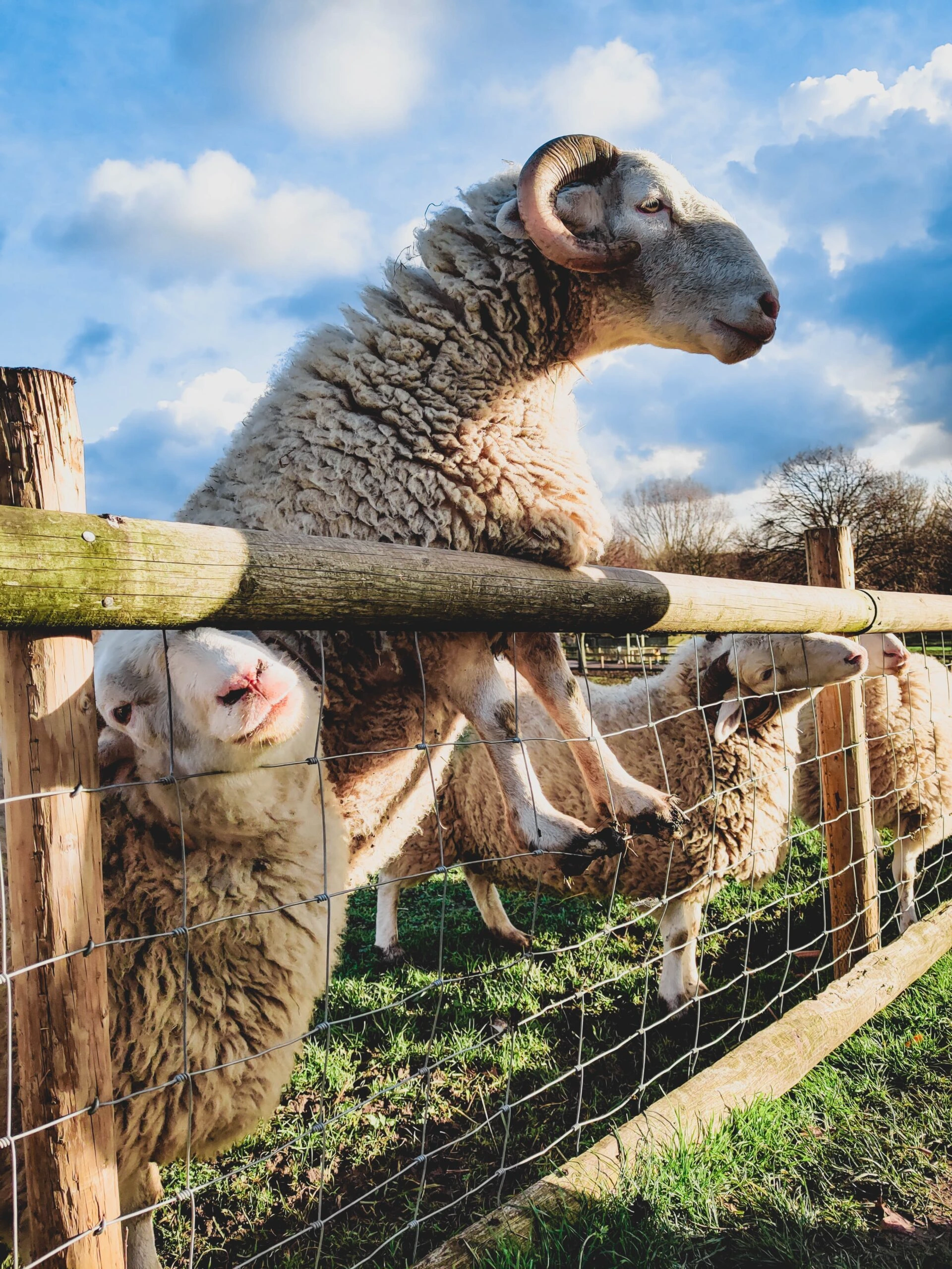migle-siauciulyte- Image of Sheep at Fence on Unsplash