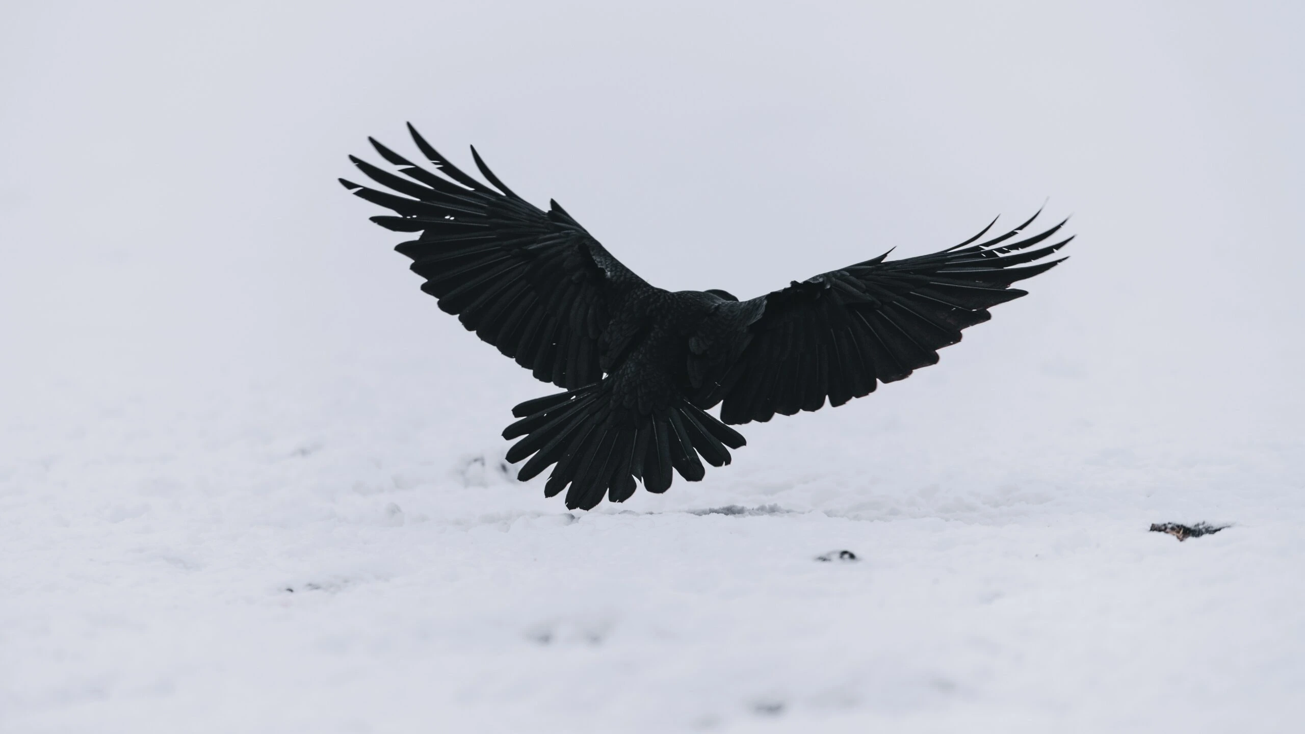 niklas-veenhuis-Black Crow in flight wings extended-unsplash