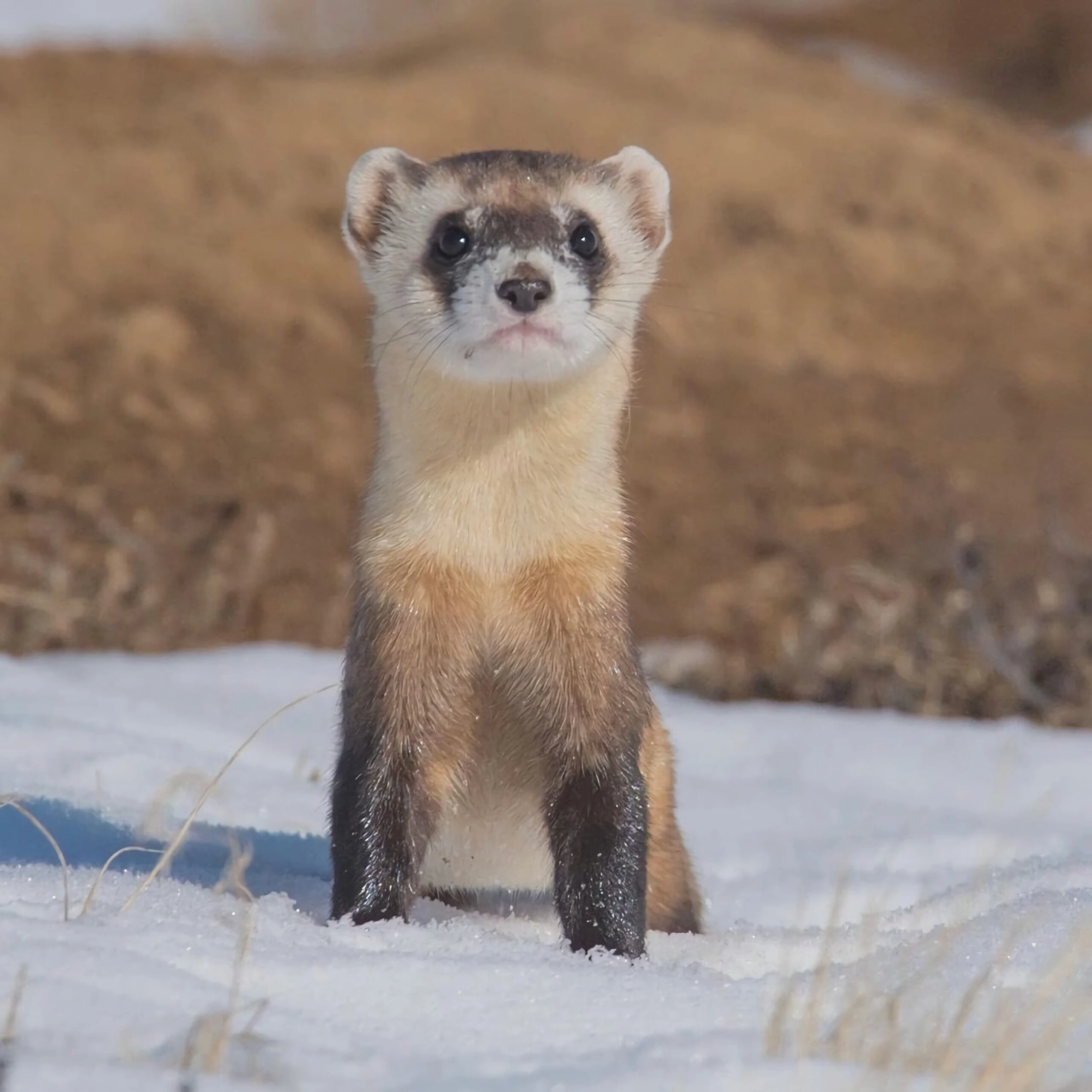 Weasel in snow by Rohan Chang from Unsplash directory