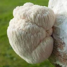 Lions Mane Mushrooms