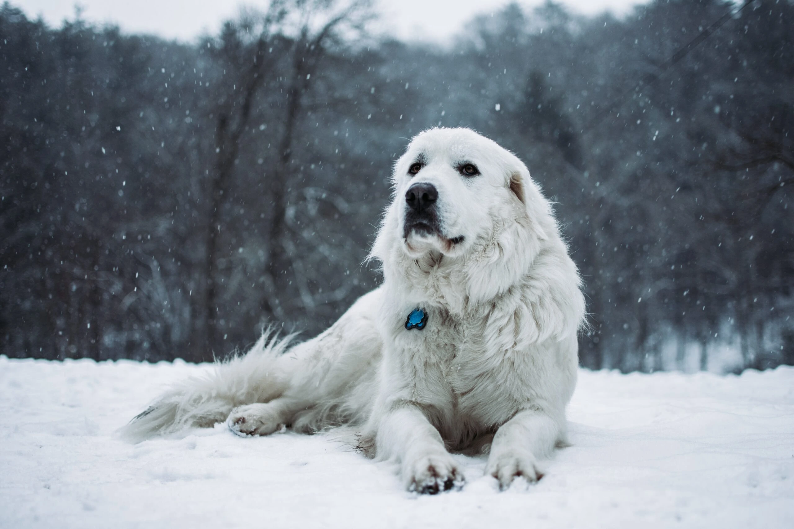 alex-ware-White dog on snowy slope-unsplash-scaled