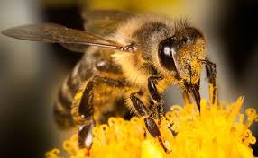 dmitry-grigoriev-Honey Bee up close on yellow flower petal collecting nectar-unsplash
