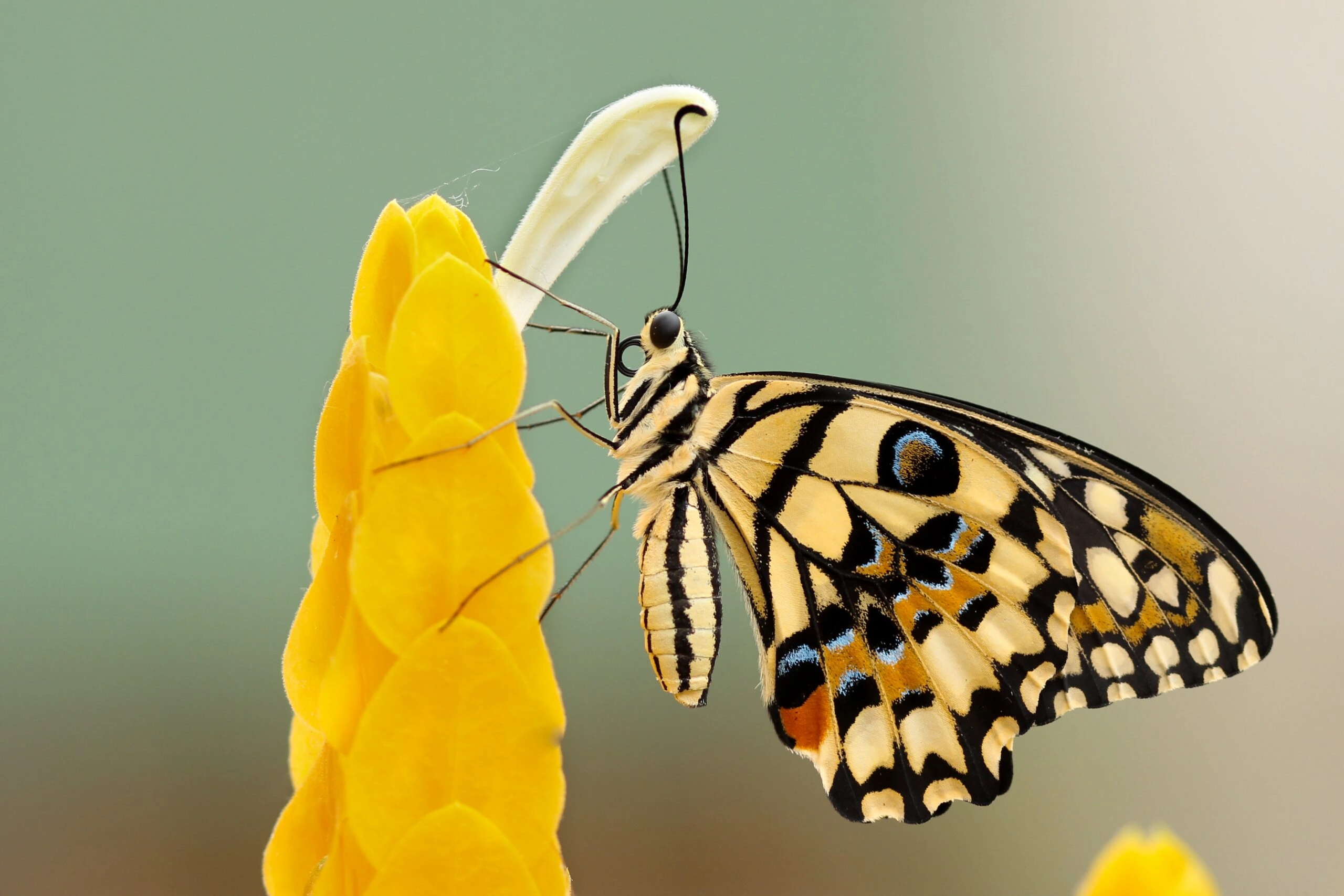 Monarch on yellow bud flower by boris smokrovic