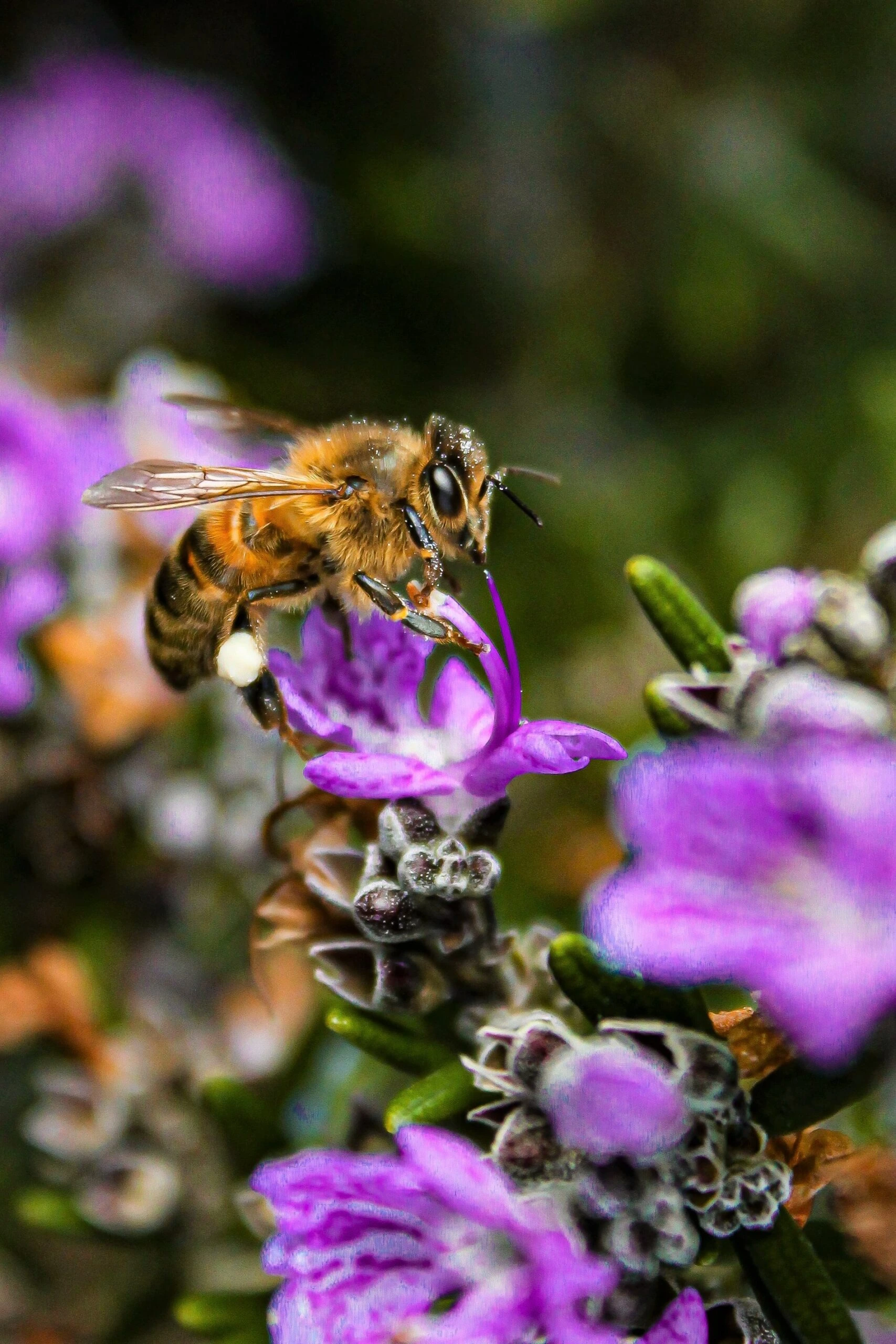 cassandra-correa-Honey bee on blossom-unsplash-scaled