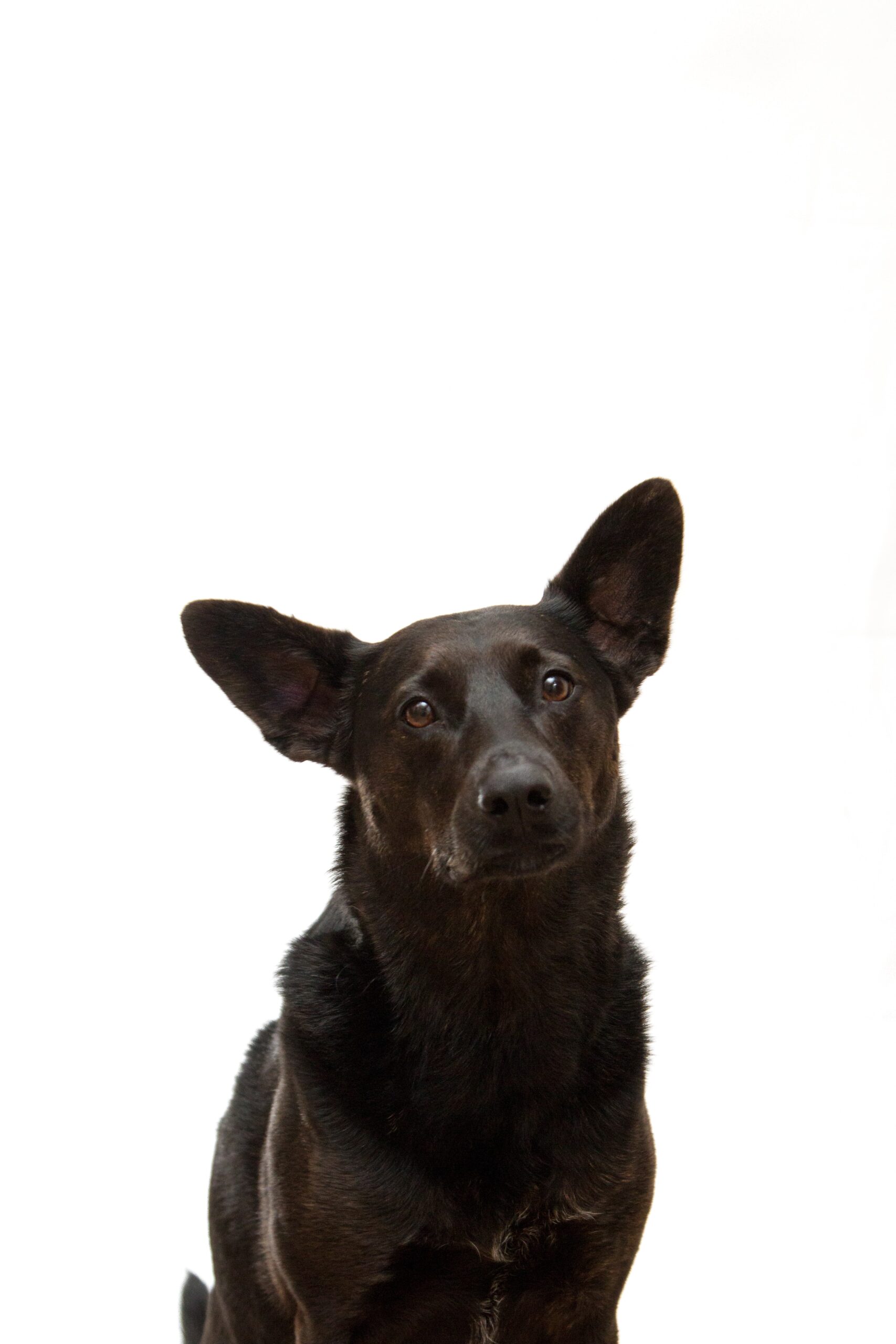 david-lezcano-m-Doa-Black Dog with ears up listening-unsplash (1)