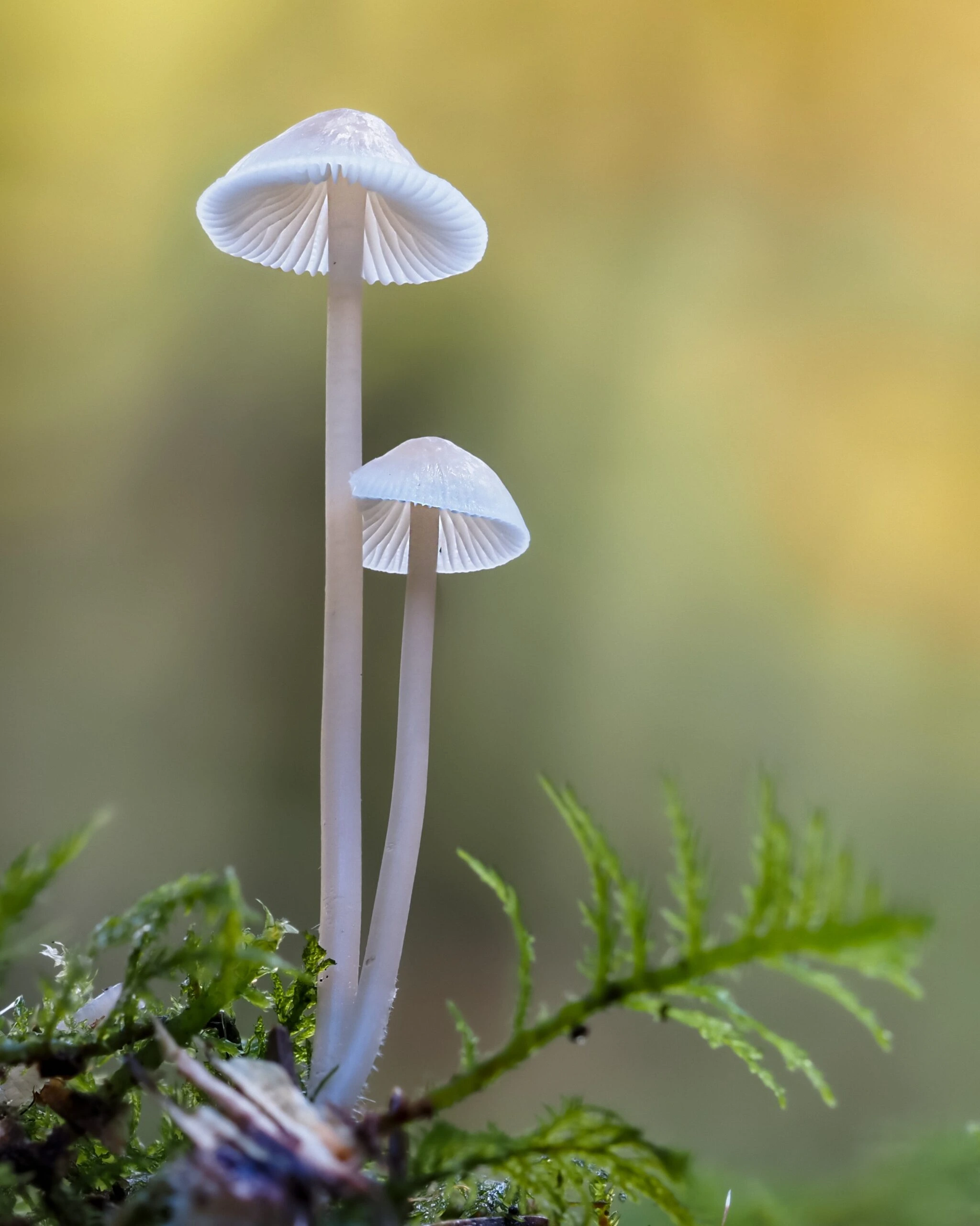 dorothea-oldani-translucent white mushroom thin stalked capped-unsplash