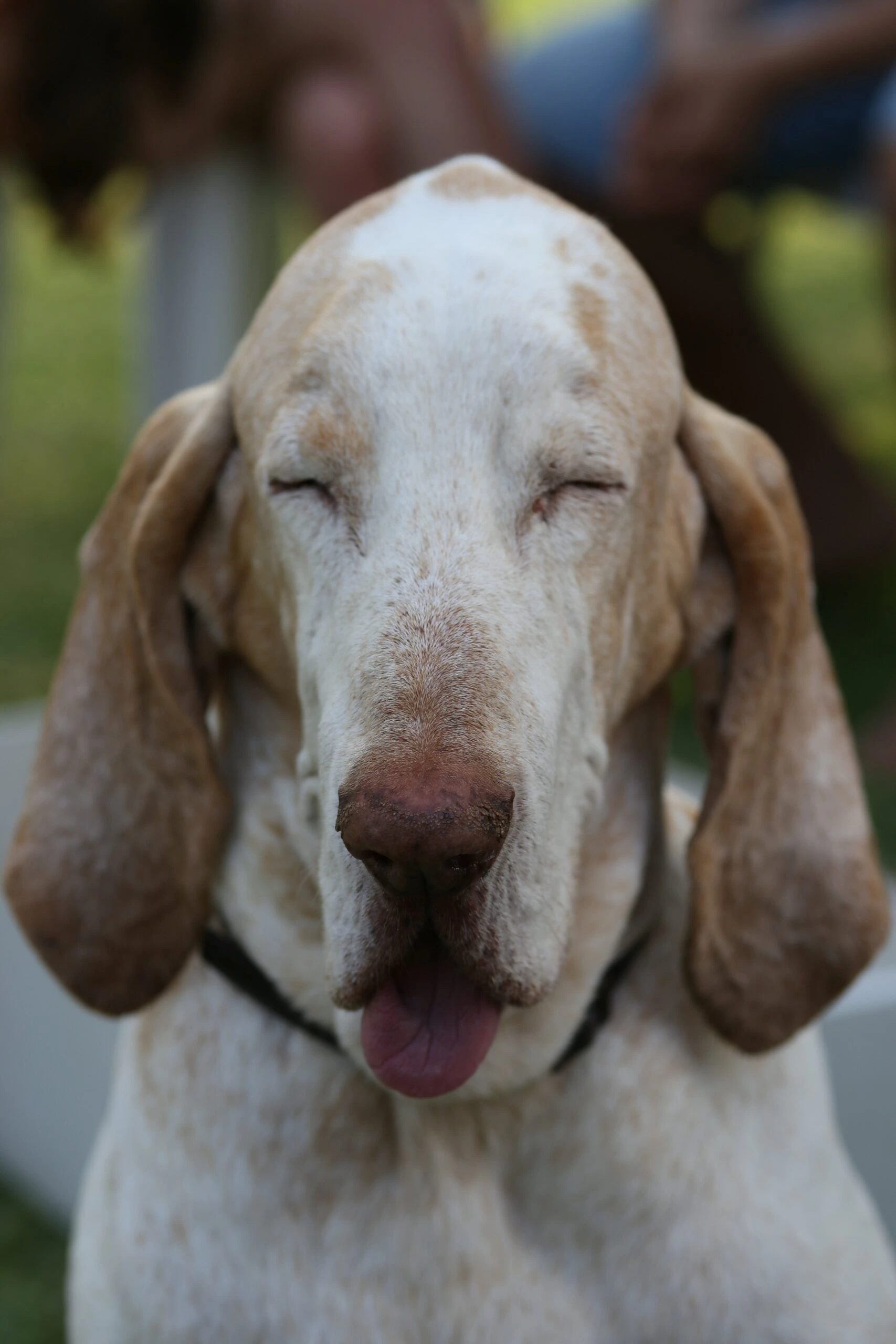 ja-ma-Bloodhound eyes closed-unsplash-scaled