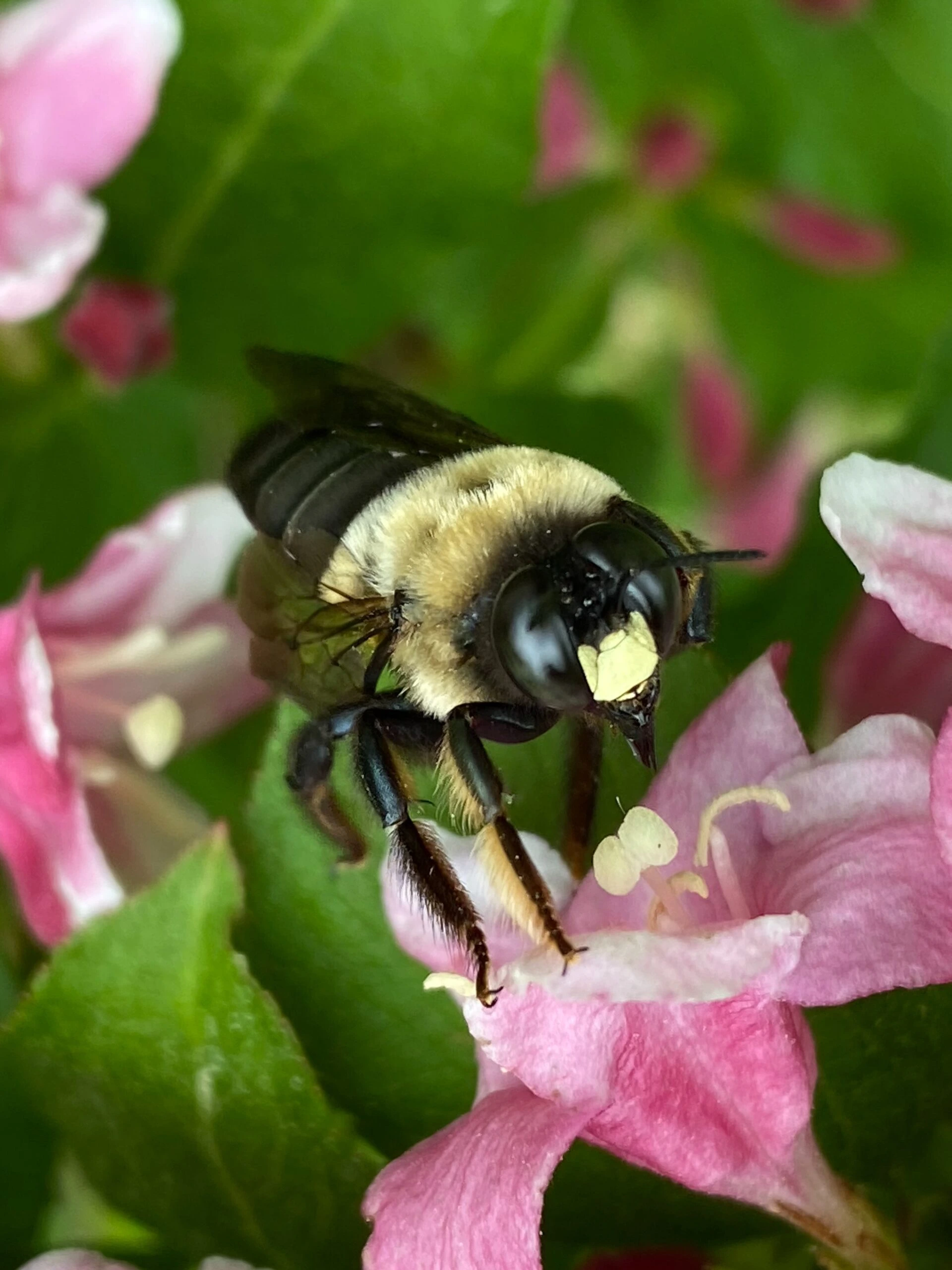 jaime-smith-Honey Bee on flower collecting nectar from stamen-unsplash