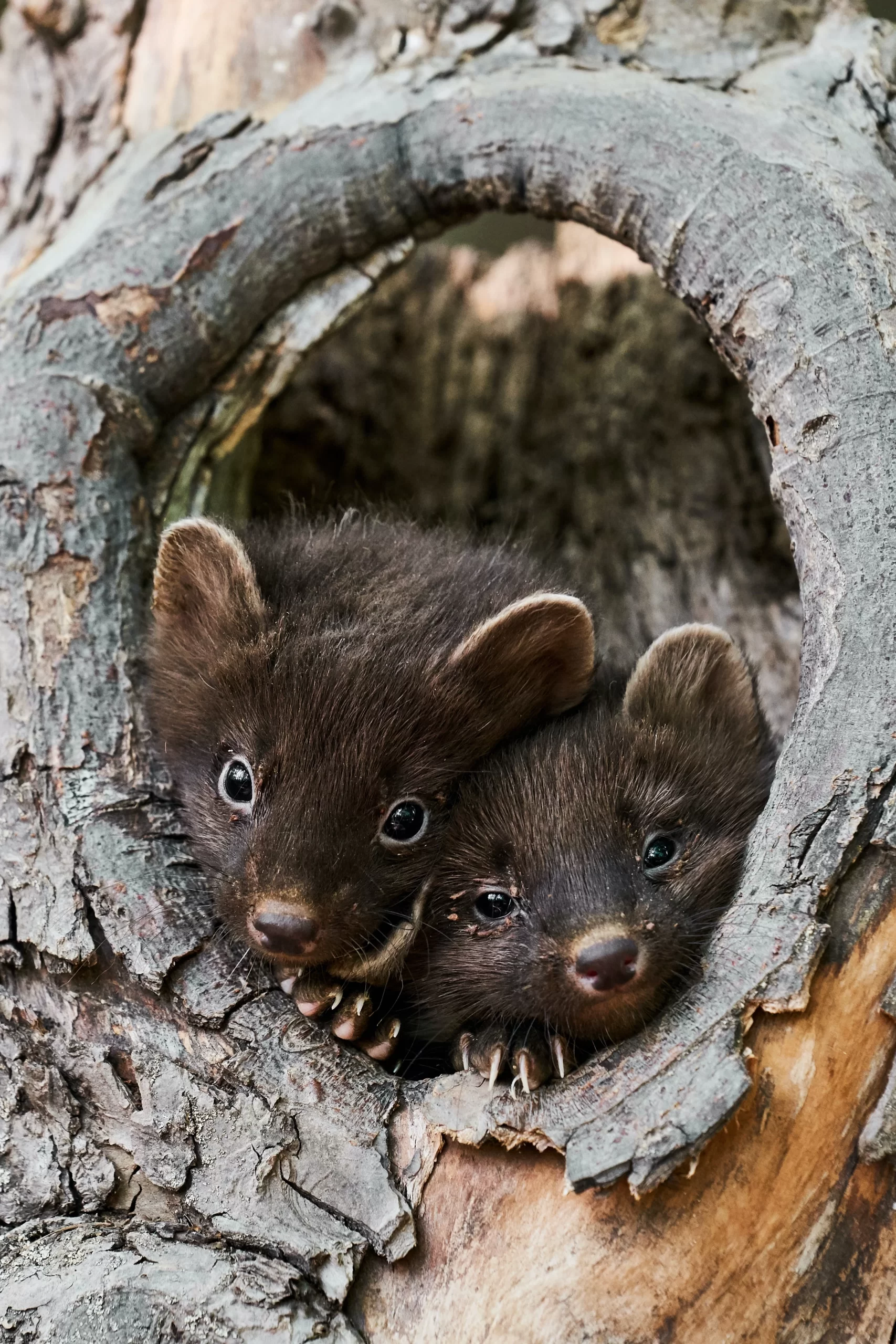 jan-styblo-weasel pups in tree nook-unsplash