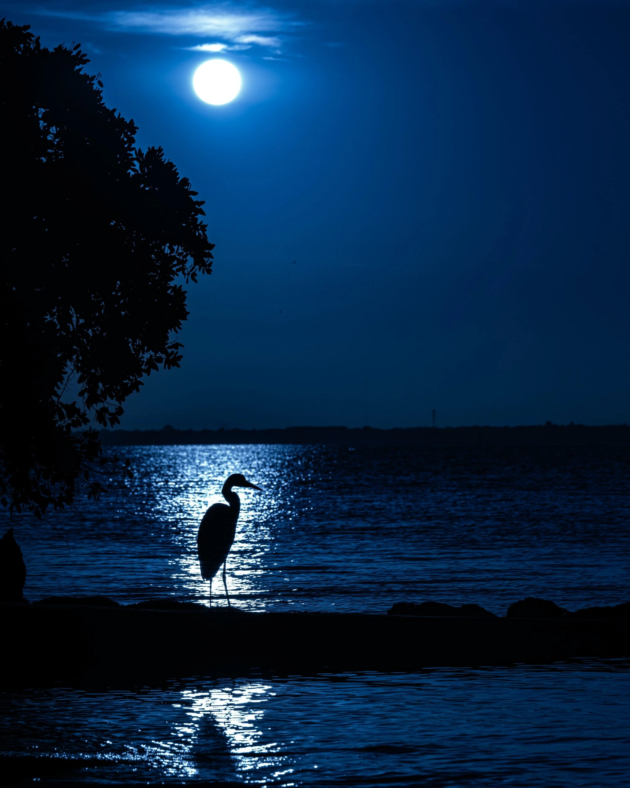 jesse-adair--GBH in foreground with backrground of night ocean moonlight over water-unsplash