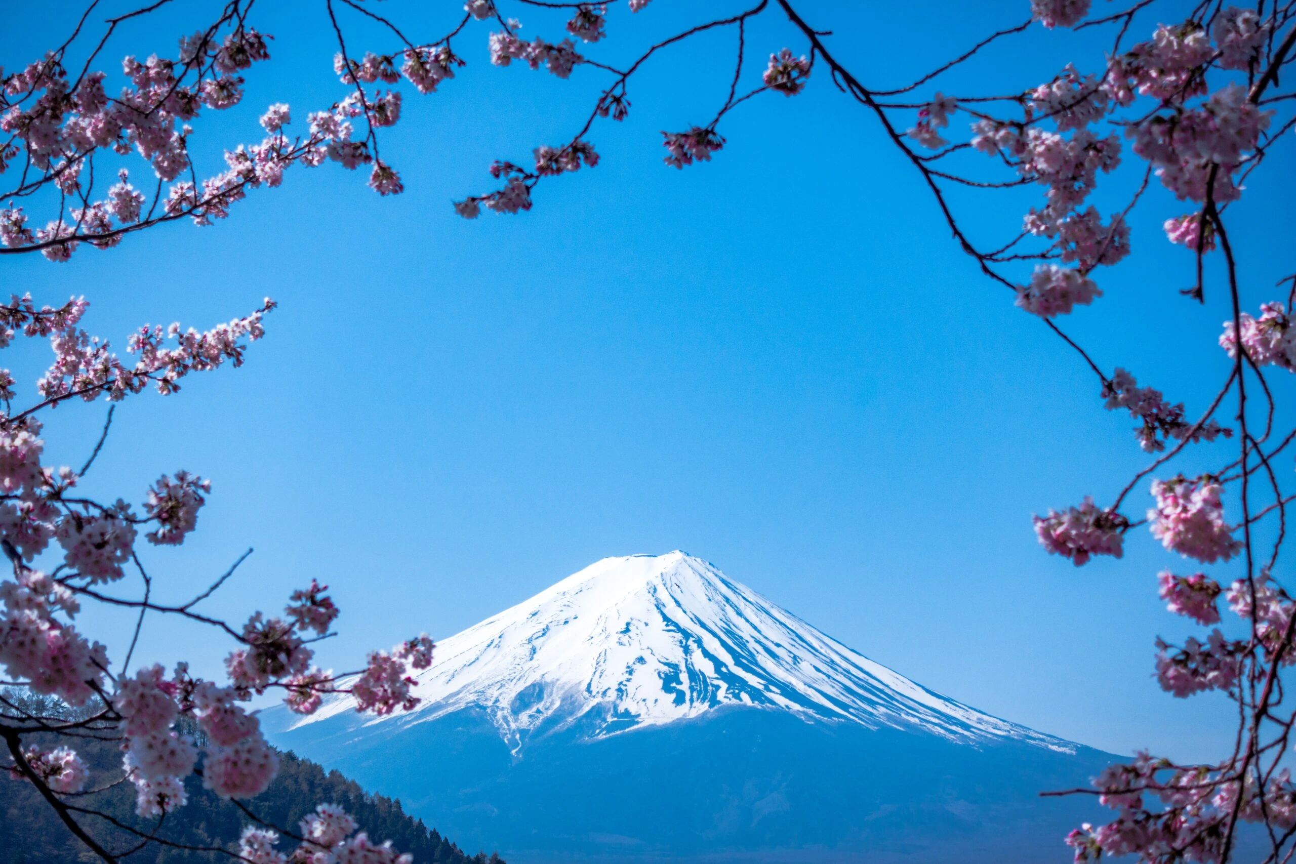jj-ying-Mount Fuji in background cherry blossoms foreground blue sky -unsplash