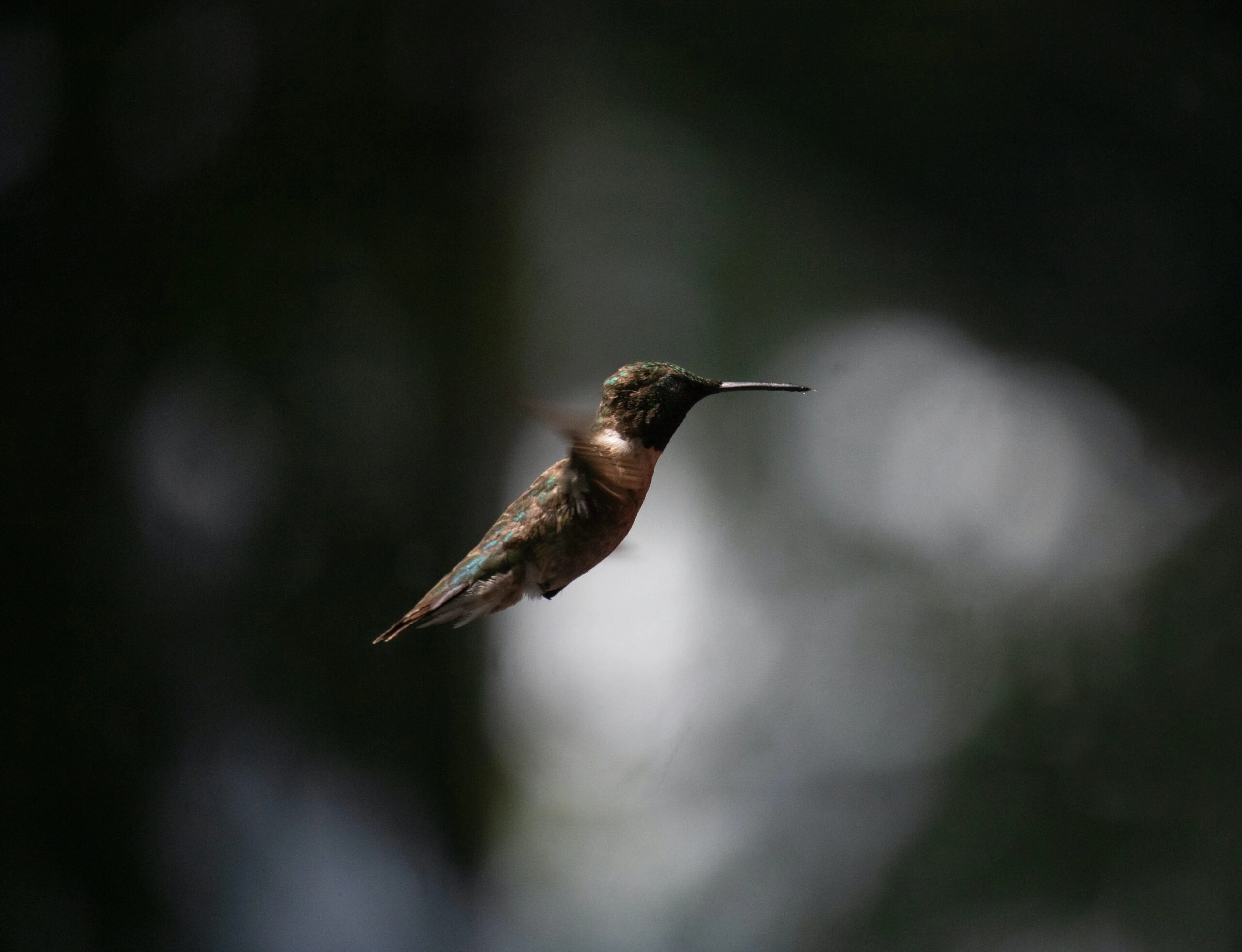 jonathan-larson-hummingbird in flight-unsplash